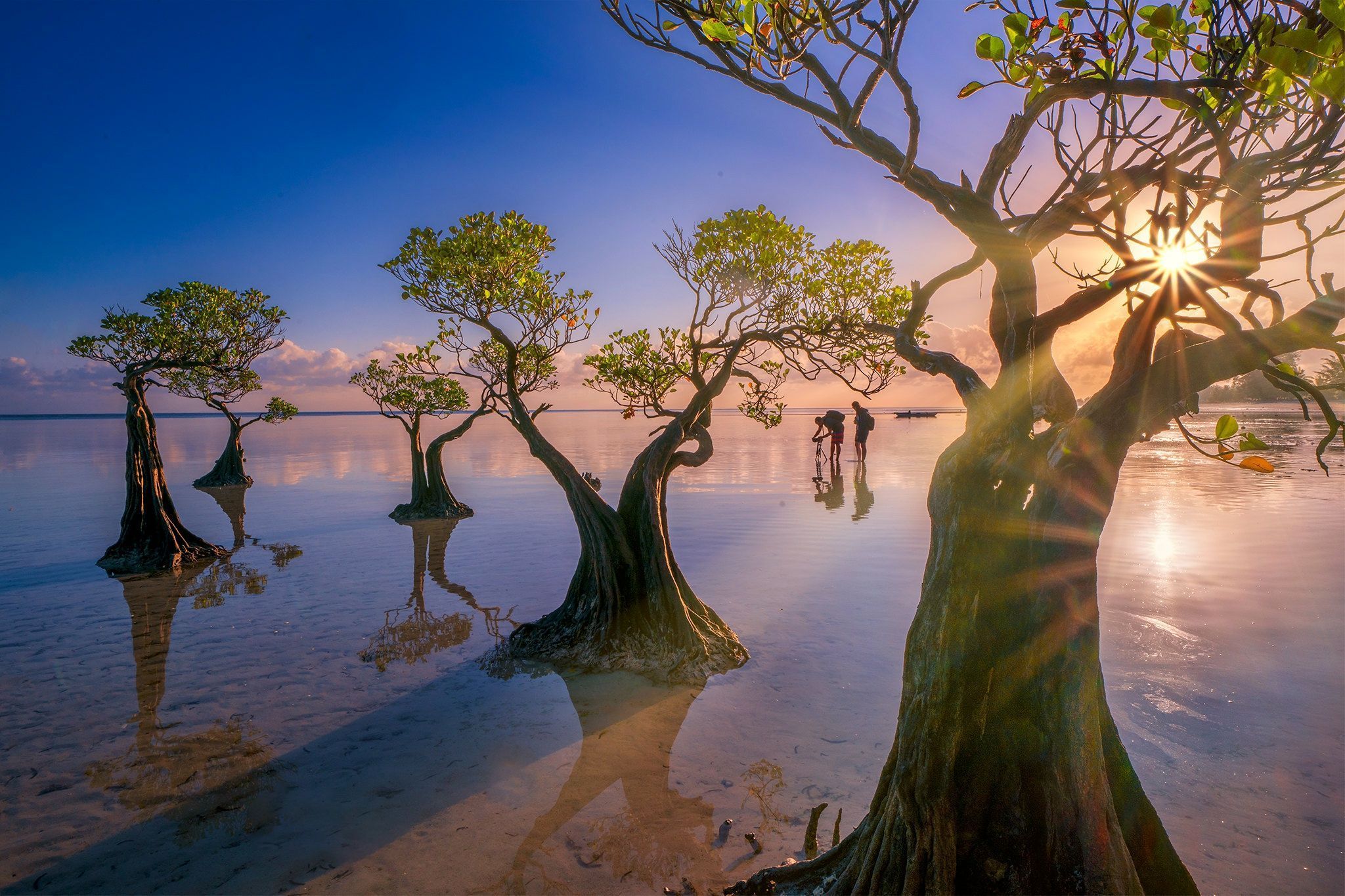 2048x1366 Indonesia Beach Nature Tree HD Wallpaper