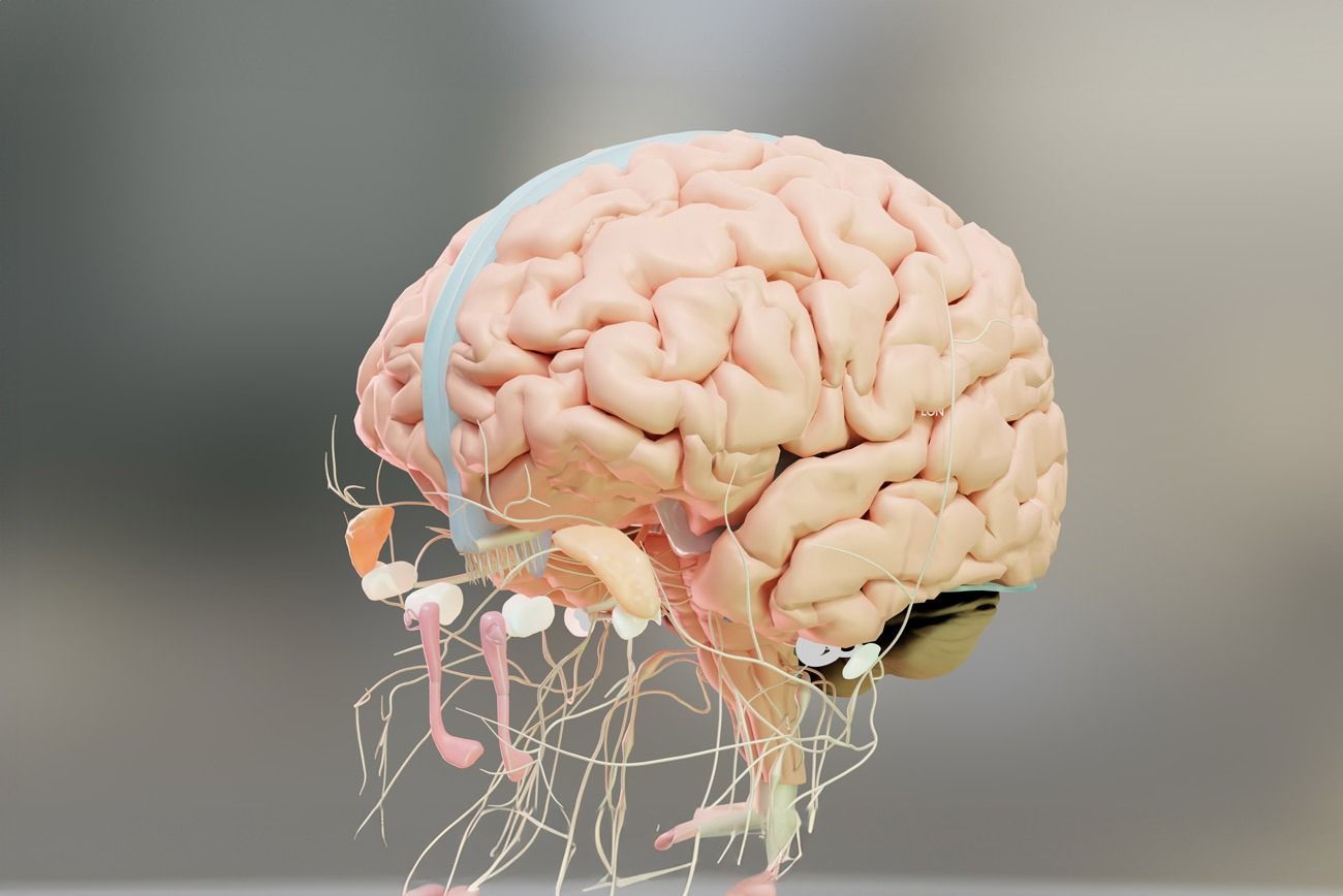 1300x868 The Parasympathetic Nervous System