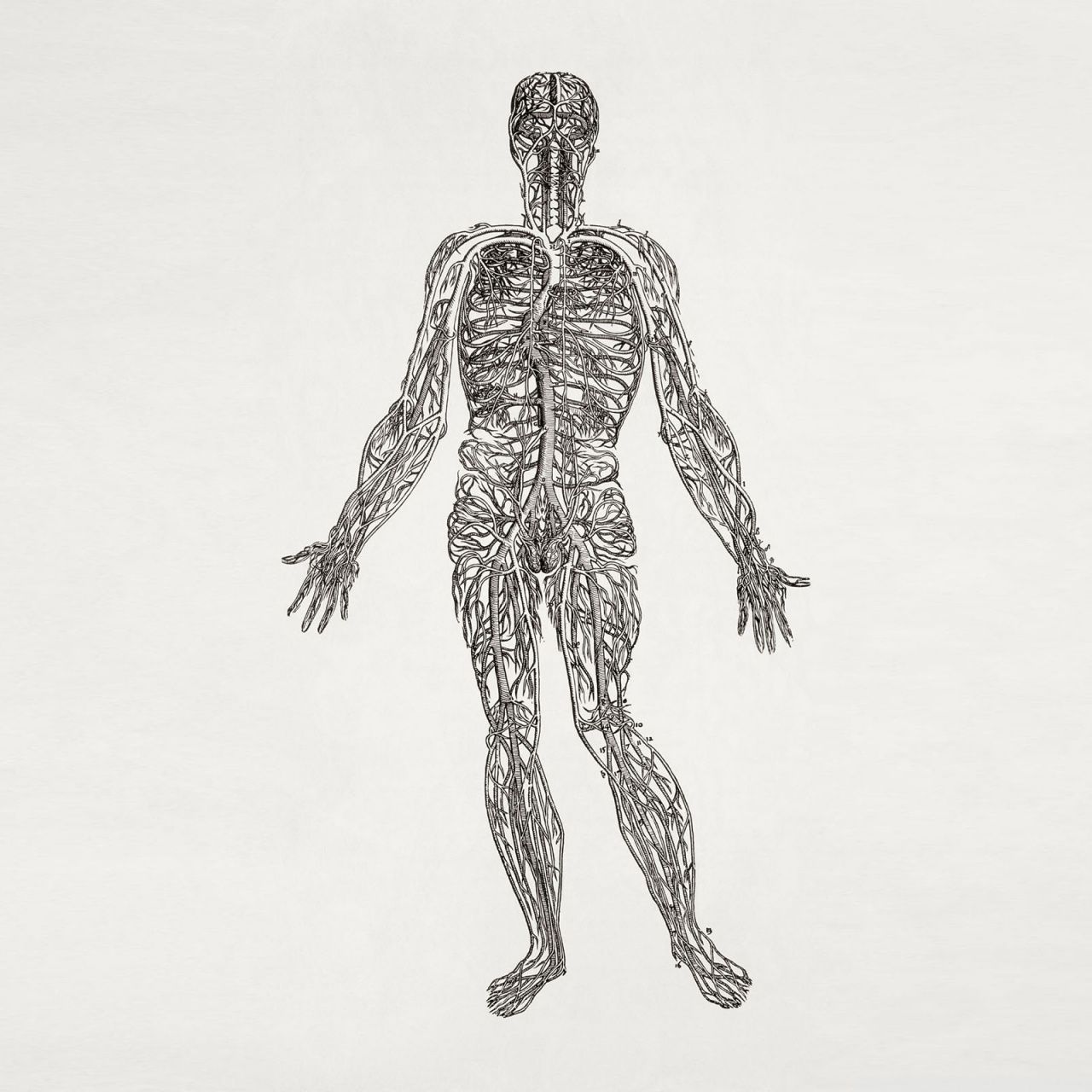 1280x1280 Nervous System Ultra HD Wallpaper