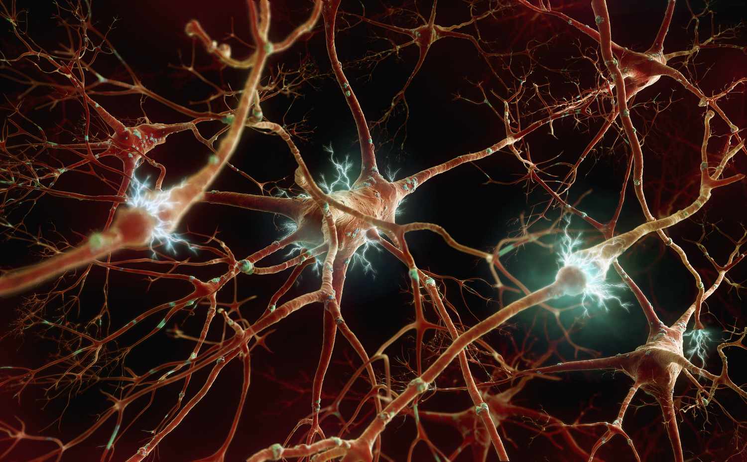 1500x927 The Autonomic Nervous System: Anatomy