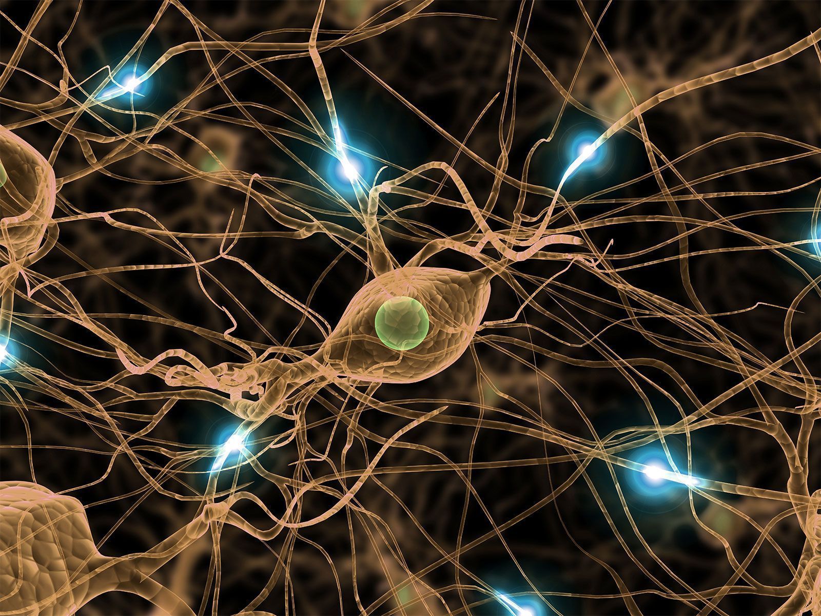 1600x1200 Nerve. Definition, Facts, & Examples