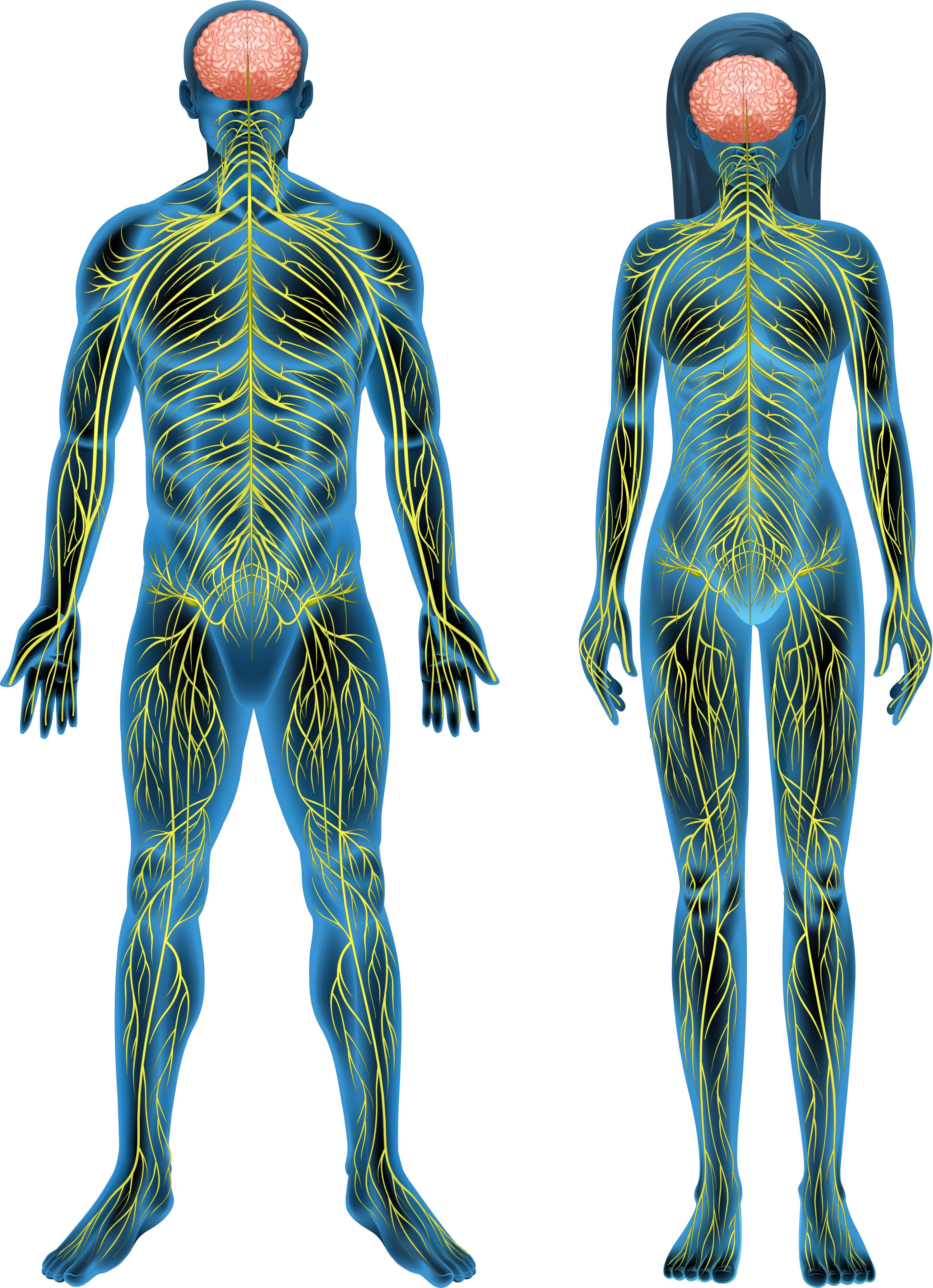 3000x4142 Hacking the nervous system