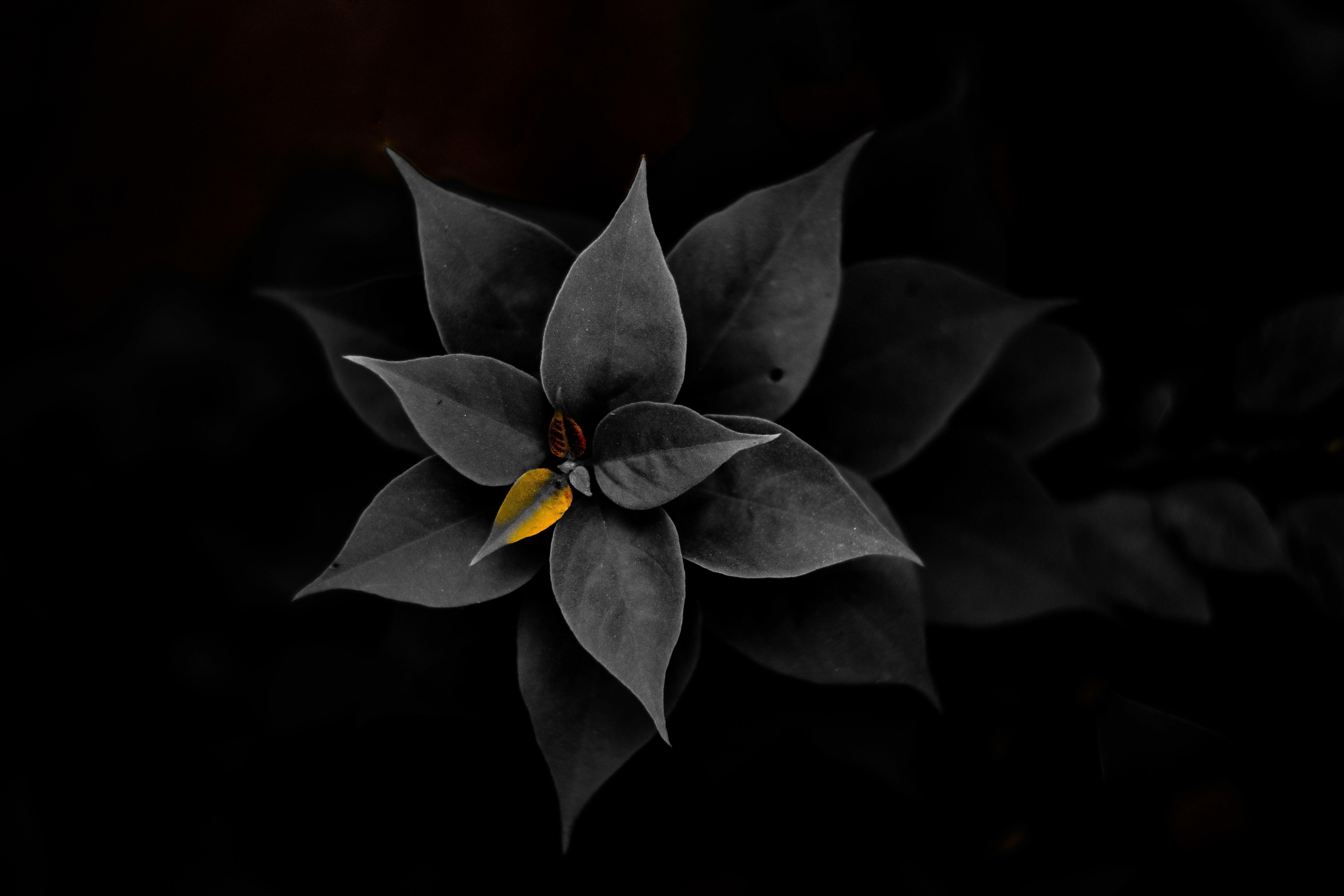 6000x4000 Free of color splash, desktop wallpaper, flower