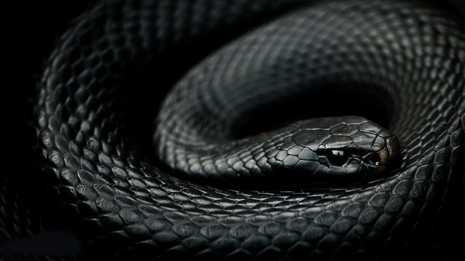 Black Mamba HD Wallpaper