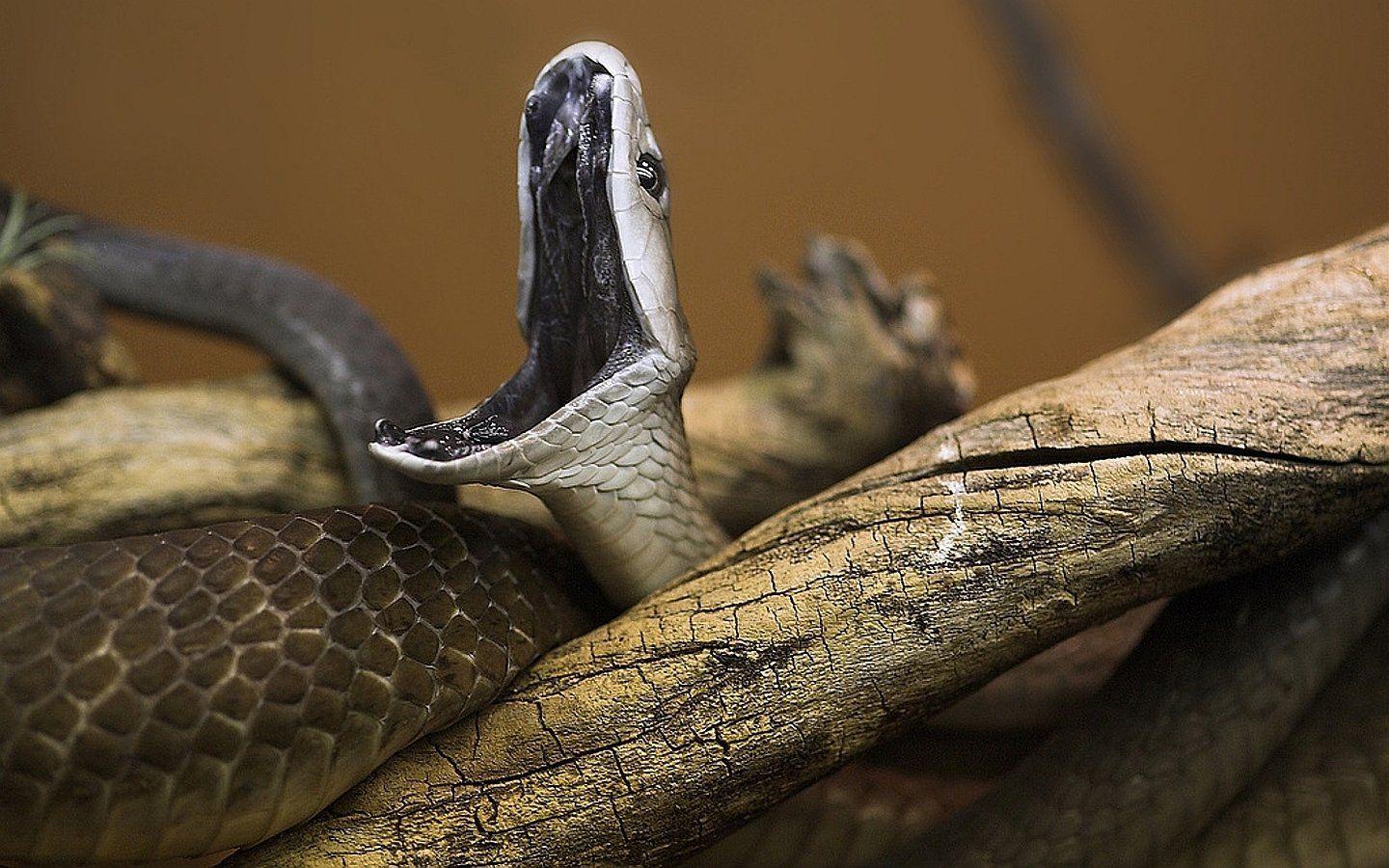 1440x900 Black Mamba HD Wallpaper and Background Image