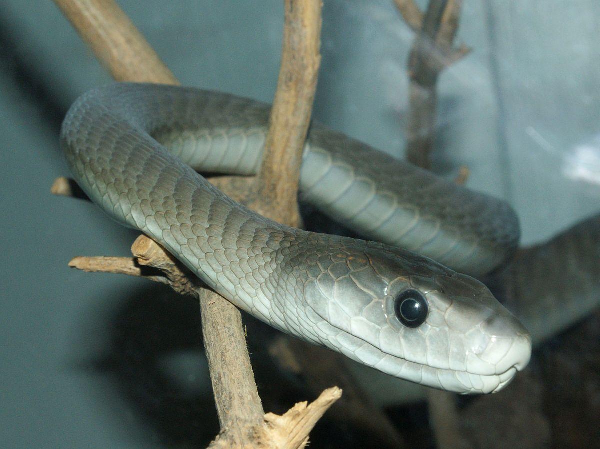 1200x899 Black Mamba wallpaper, Animal, HQ Black Mamba pictureK
