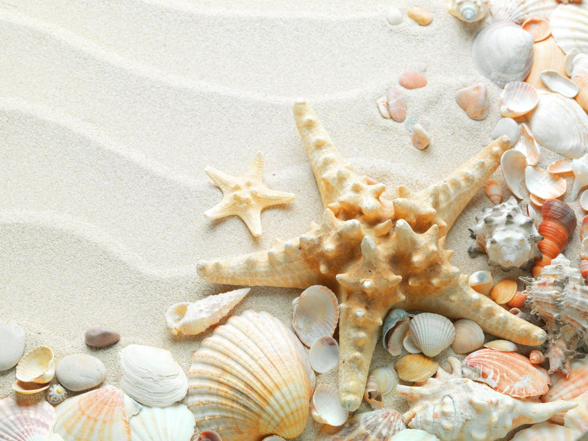 HD wallpaper pearl in shell painting sand sea beach the sun tropics  the ocean  Wallpaper Flare