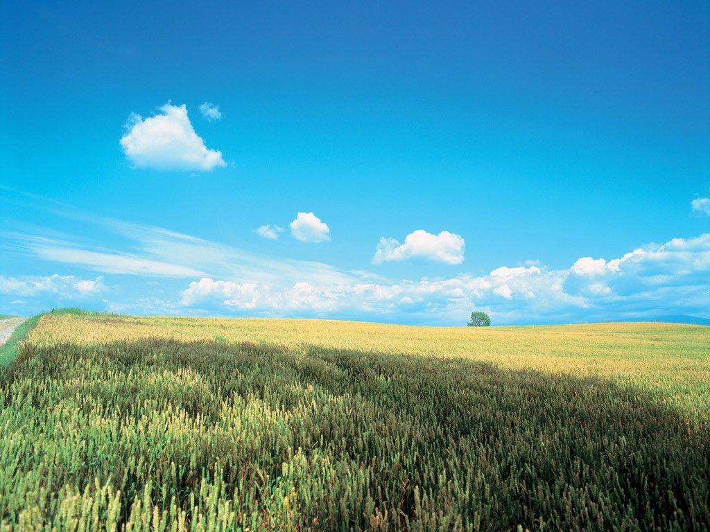 1024x768 Field: Korea Landscape Fields Nature Sky Summer Wallpaper for HD 16