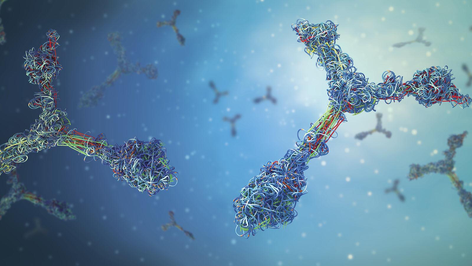 1600x900 What Are Antibodies and Why Are