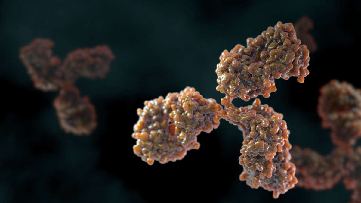1200x674 Polyclonal Vs Monoclonal Vs Recombinant