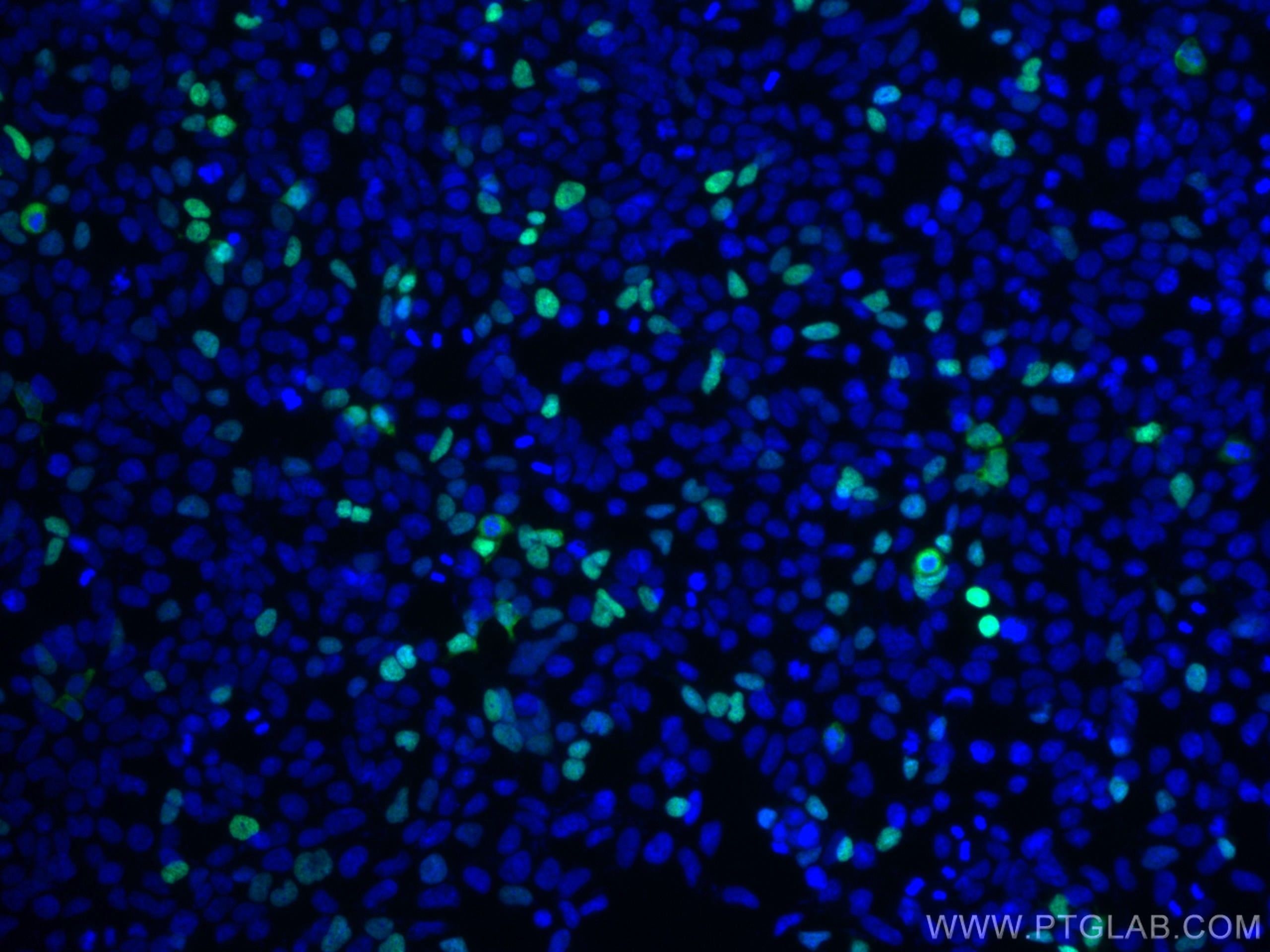 2560x1920 DYKDDDDK Antibody CL488 66008