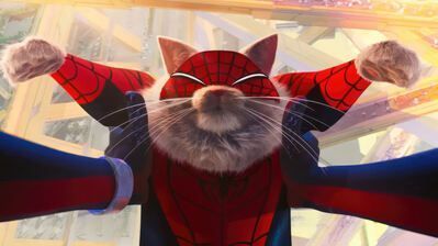 399x224 Spider Cat HD 4K Wallpaper PC & Phone