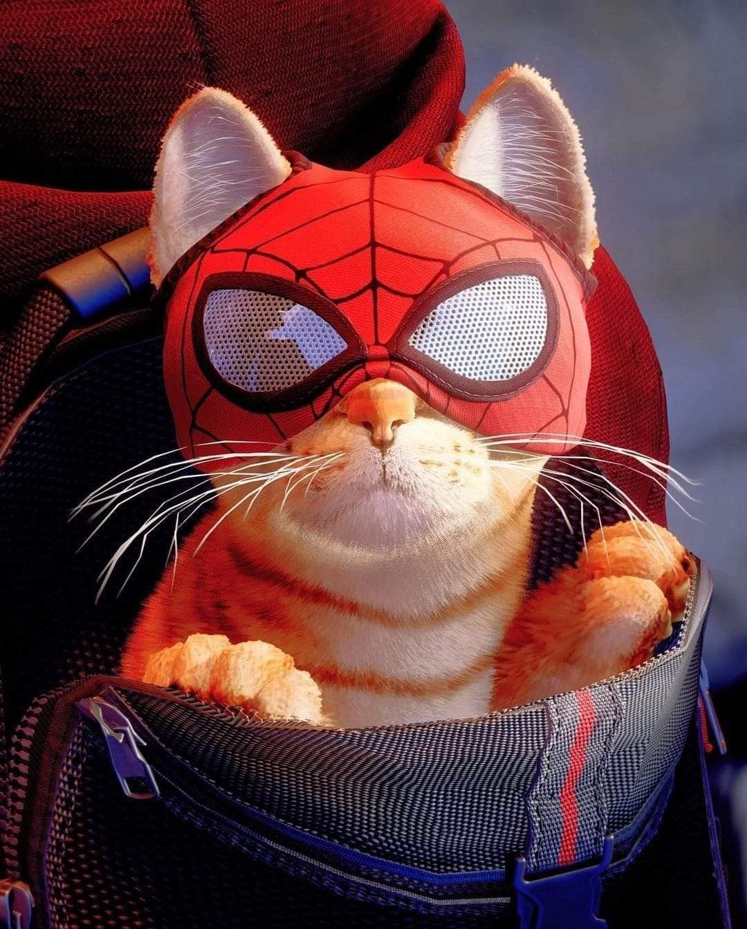 1080x1344 Spider cat