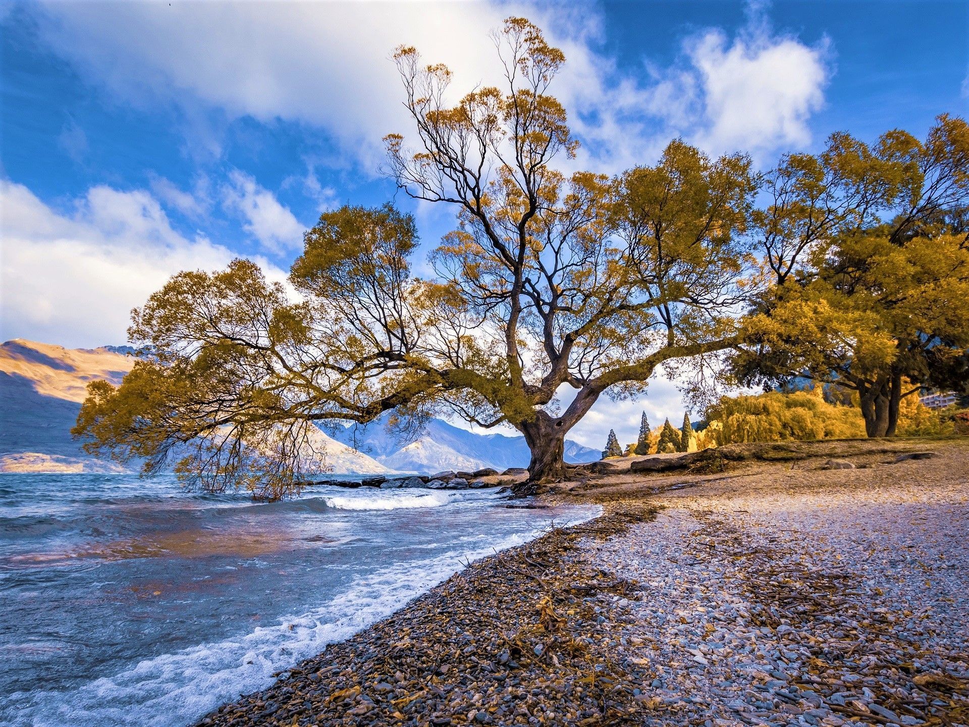 1920x1440 Download Fall Nature Tree HD Wallpaper