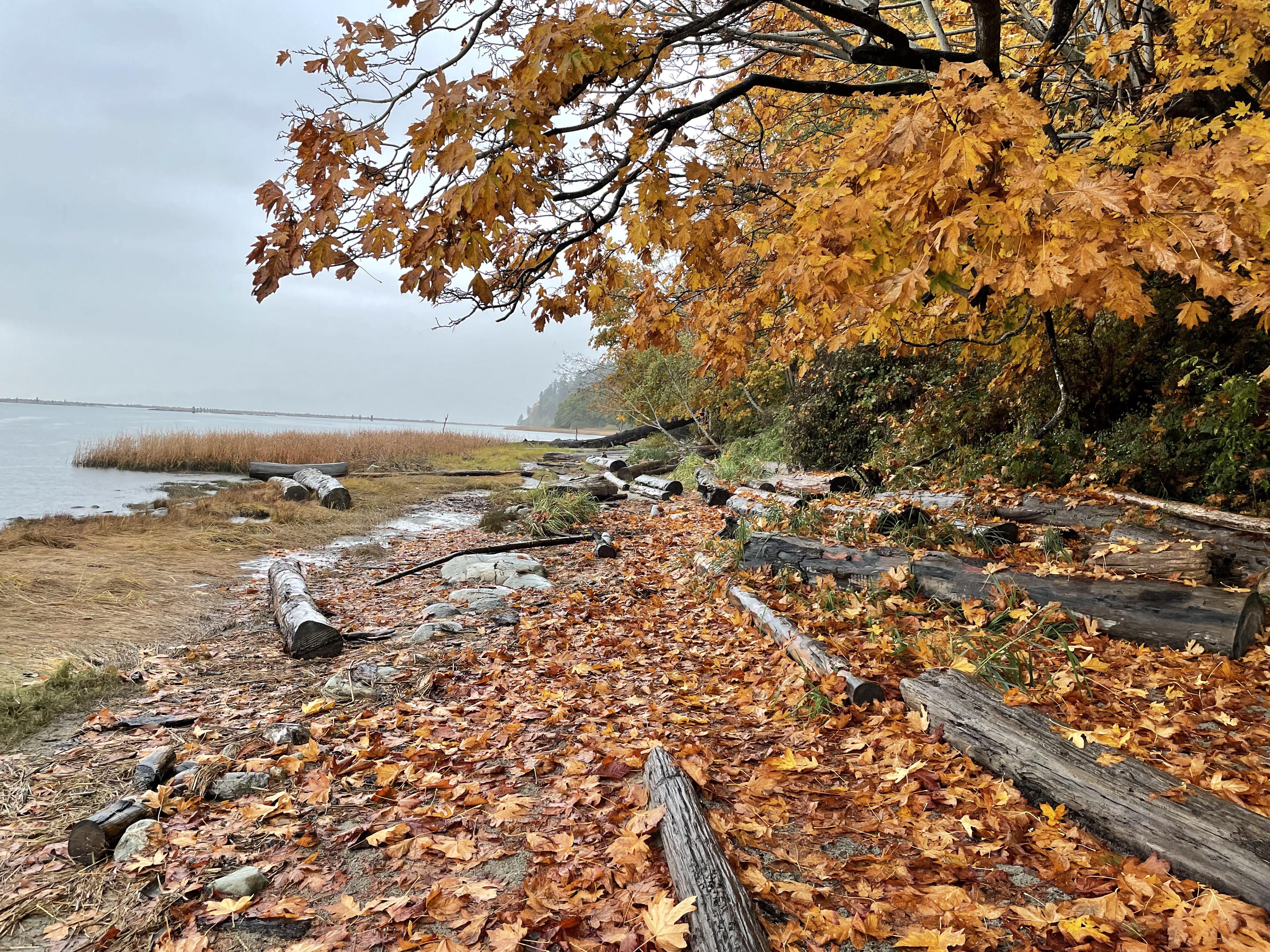 4032x3024 Wreck beach on a rainy autumn day : r