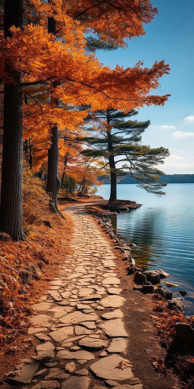 640x1280 Fall Foliage Path Background Wallpaper