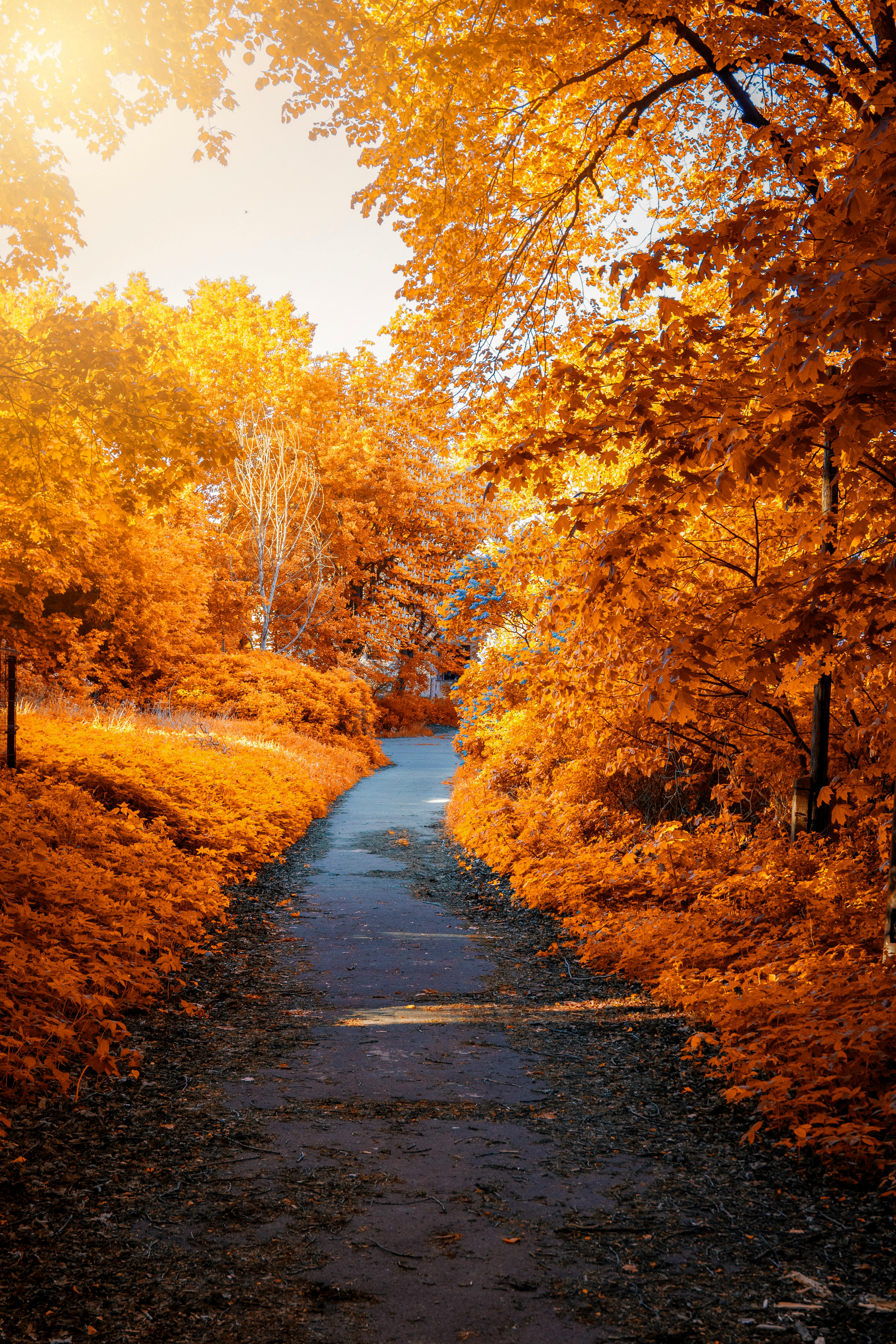 4000x6000 Autumn Photo, Download The BEST Free