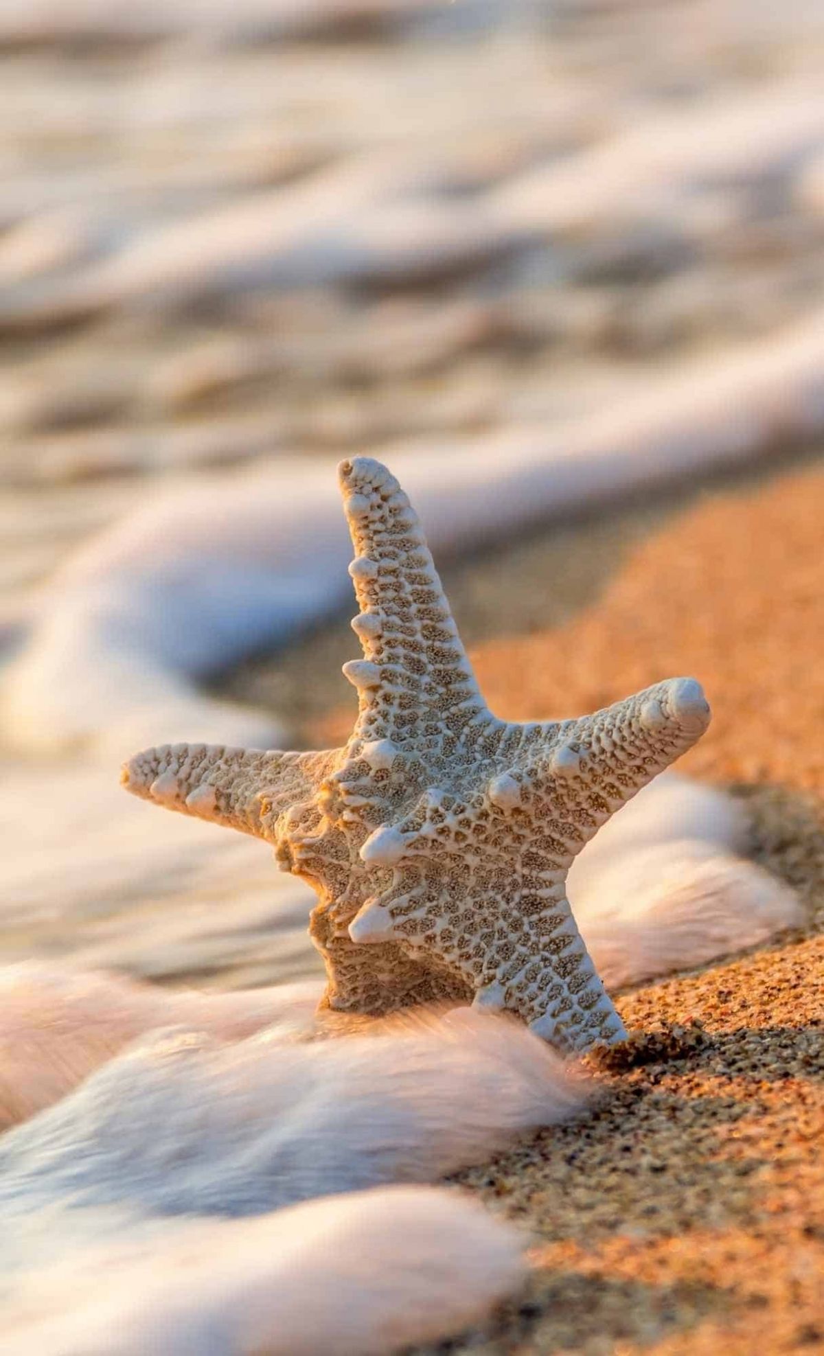 1200x1975 Most Popular Starfish Wallpaper