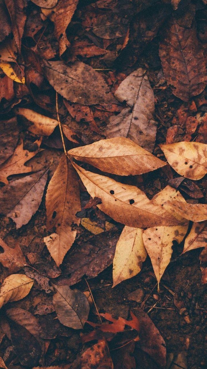 Fall Tumblr Wallpapers - Top Free Fall Tumblr Backgrounds - WallpaperAccess
