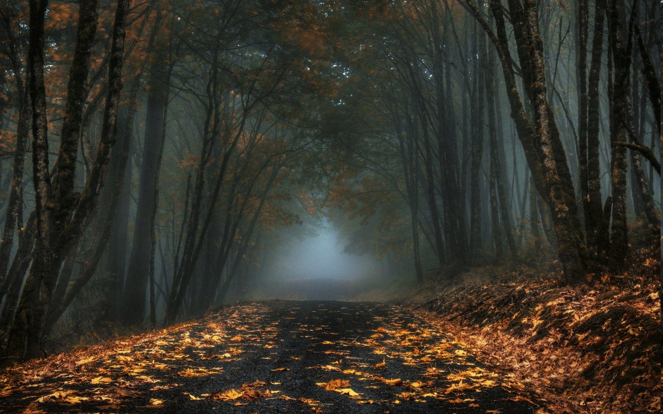  Dark Autumn Tree Forest Background HD Download  CBEditz