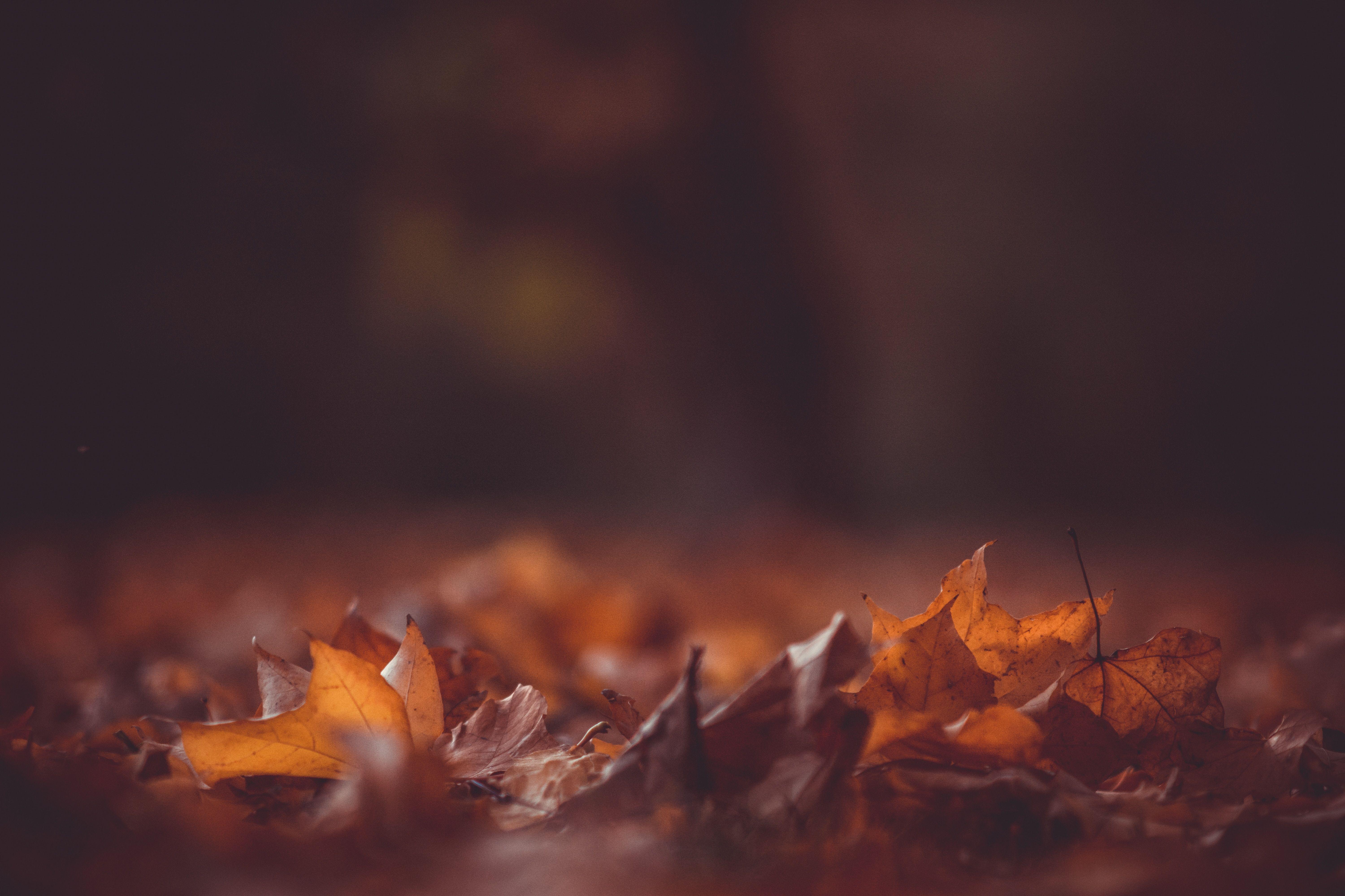 24 Dark Autumn Wallpapers  Wallpaperboat