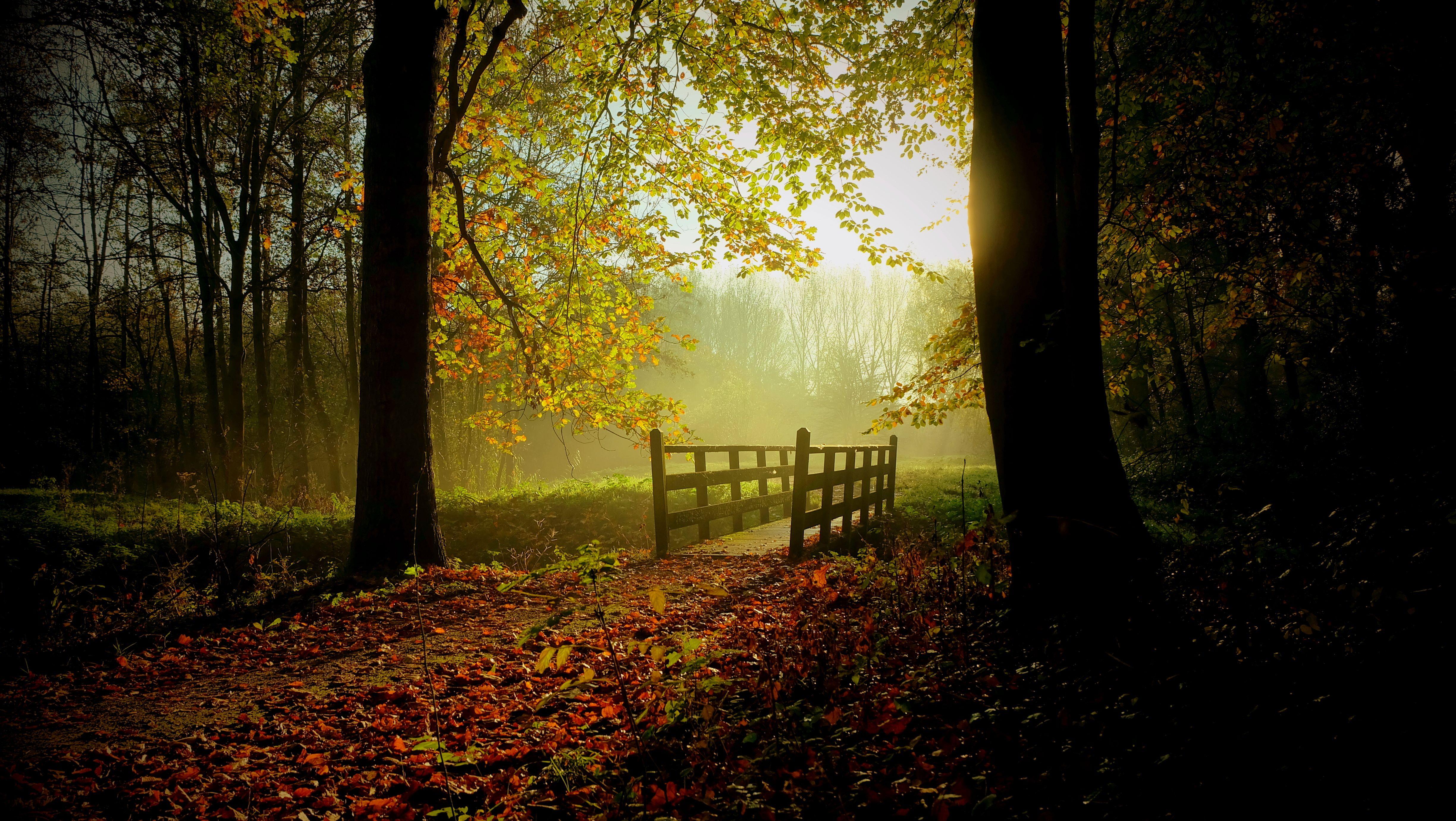 Dark Fall Wallpapers - Top Free Dark Fall Backgrounds - WallpaperAccess