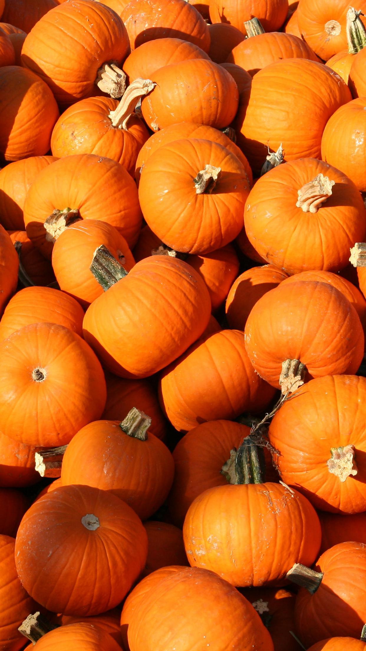 1242x2208 Pumpkin Wallpaper, Free Stock Wallpaper