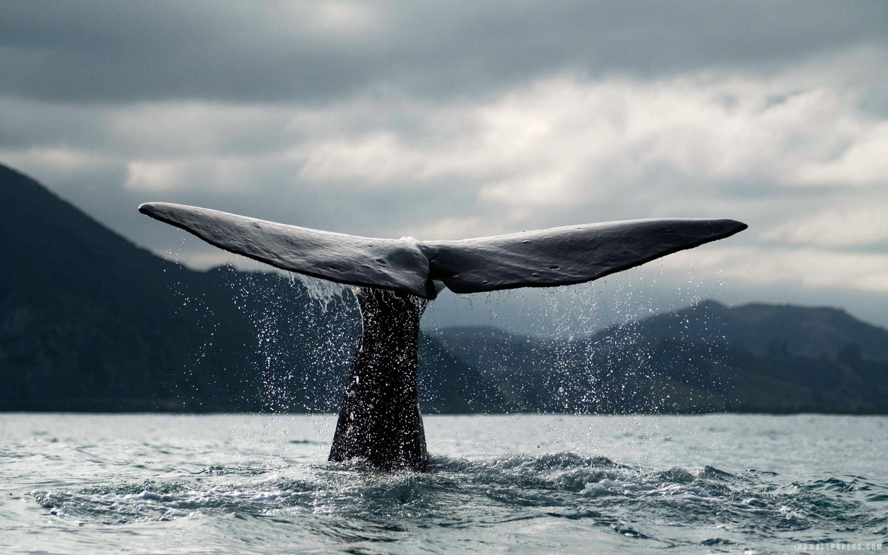 Whale Wallpapers Top Free Whale Backgrounds WallpaperAccess Whale Wallpapers Top Free Whale Backgrounds WallpaperAccess