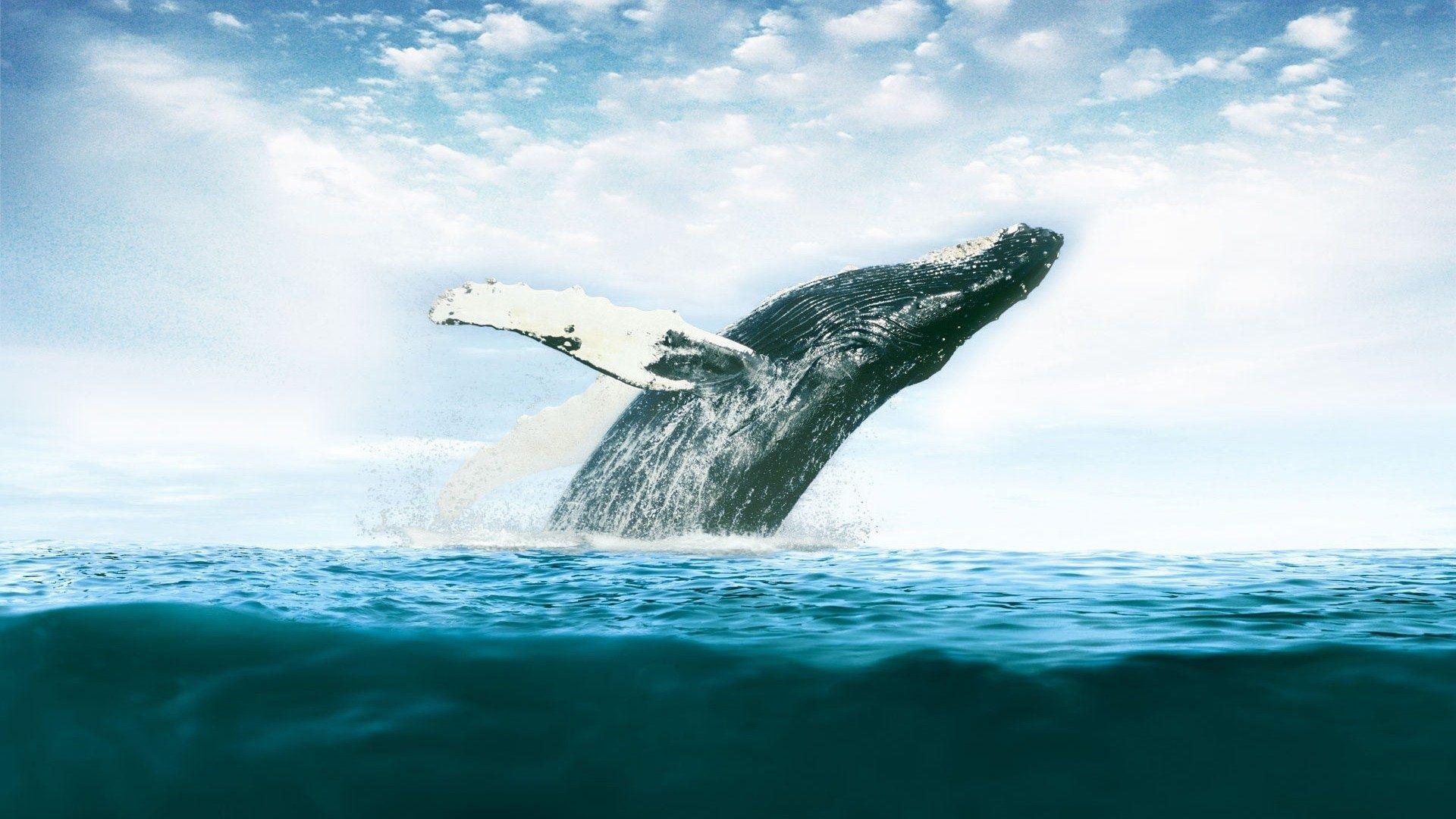 Wallpaper ID: 282161 / whale blue sea and ocean hd 4k wallpaper free  download