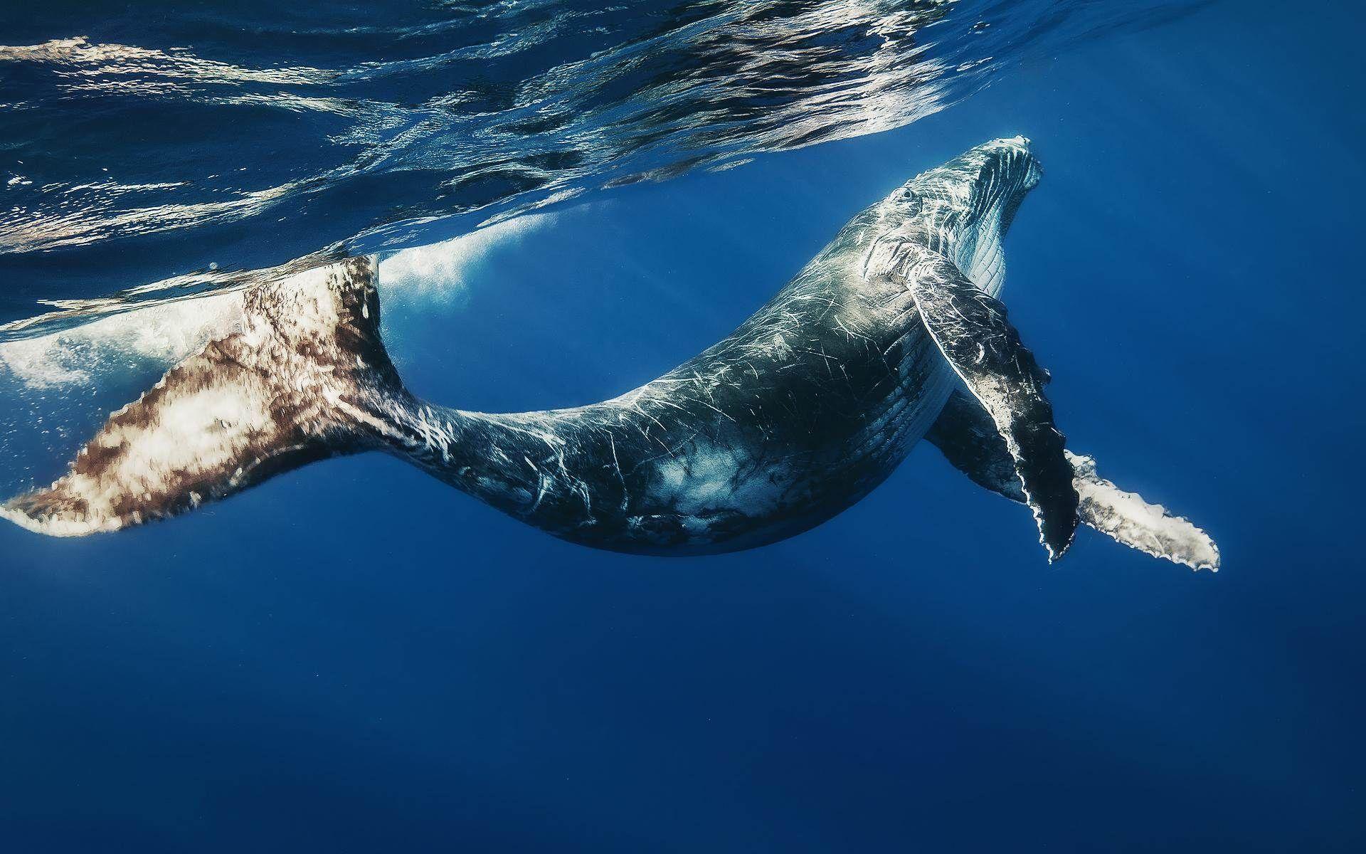 Blue Whale Wallpapers Top Free Blue Whale Backgrounds WallpaperAccess Blue Whale Wallpapers Top Free Blue Whale Backgrounds WallpaperAccess