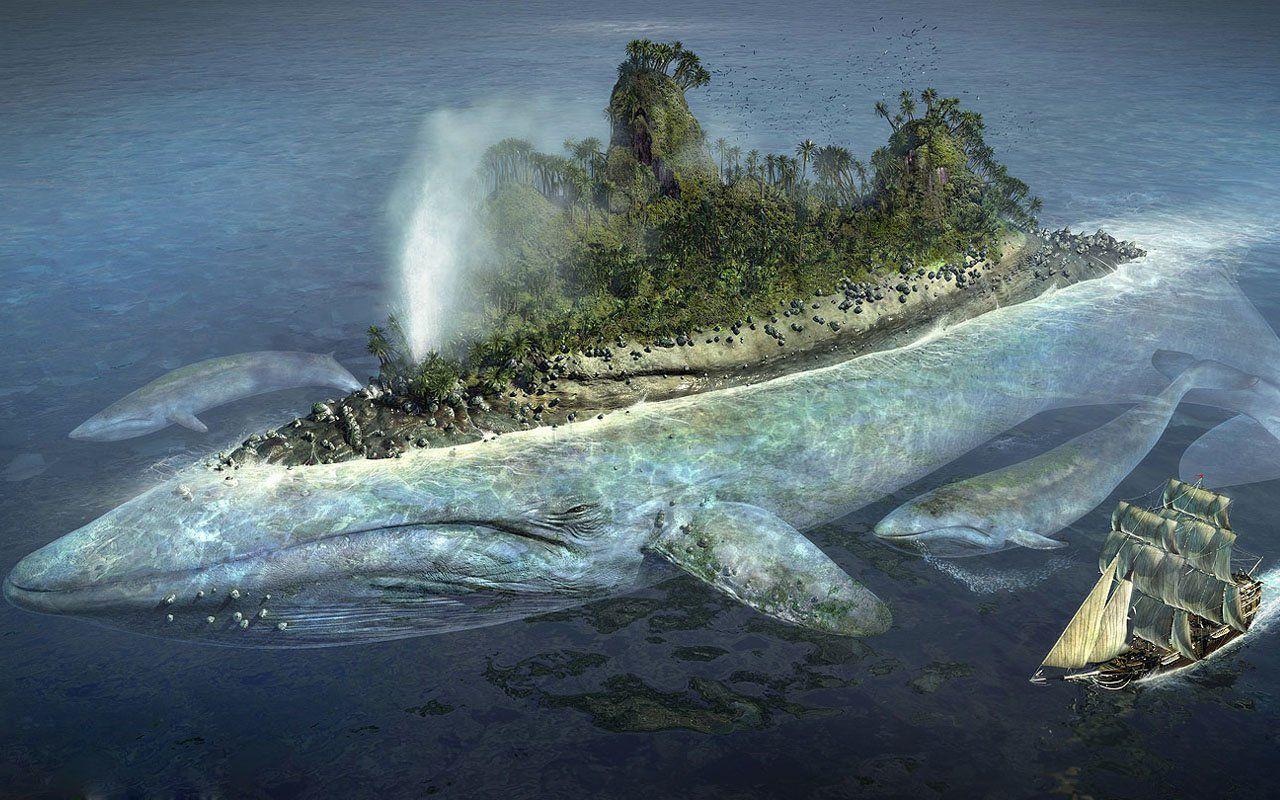 1280x800 Whale Wallpaper 10 X 800