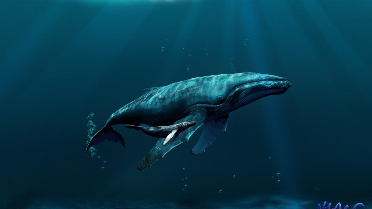 1280x720 Whale Wallpaper 12 X 850