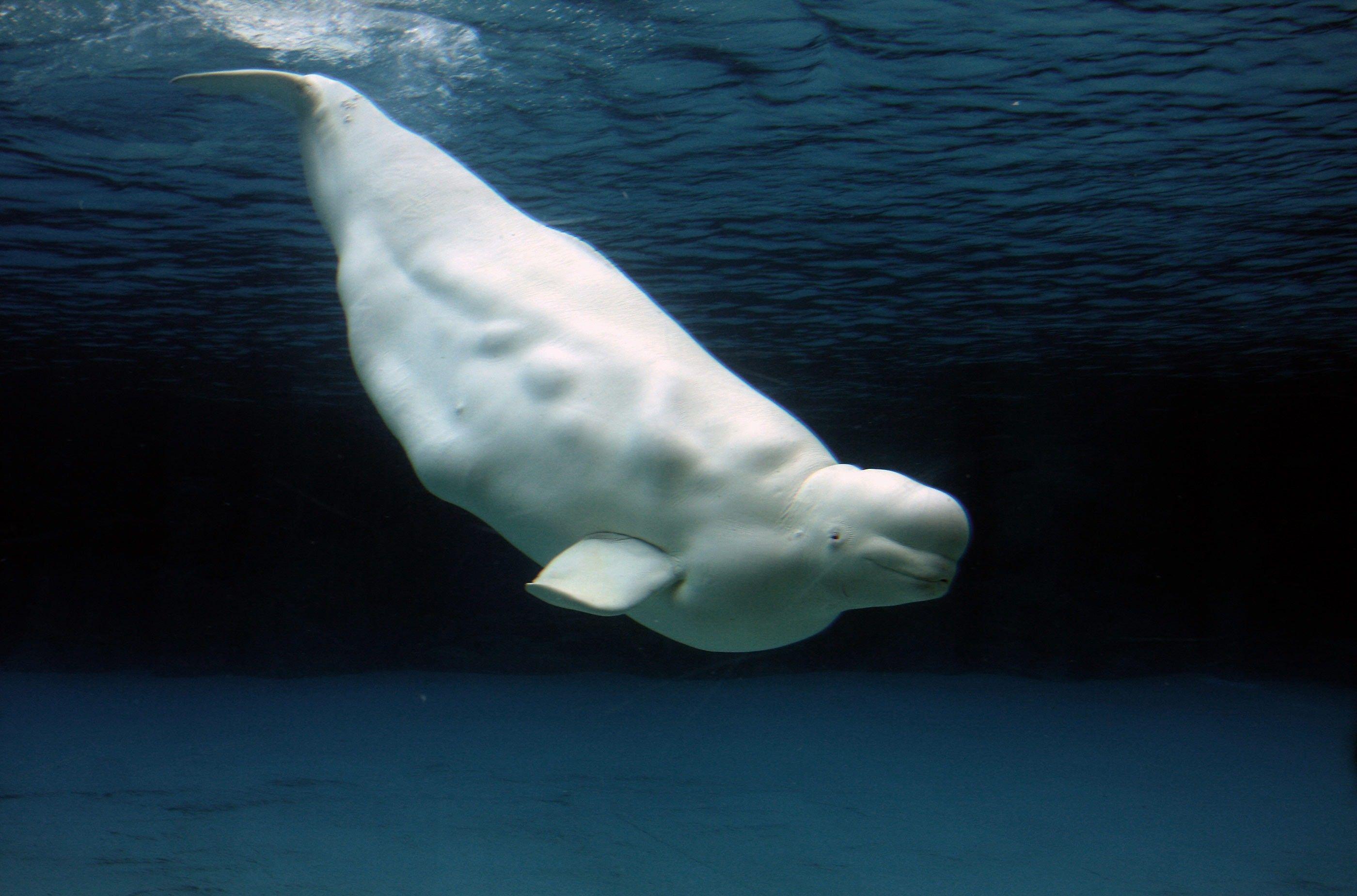 2800x1848 Beluga Whale Wallpaper background picture