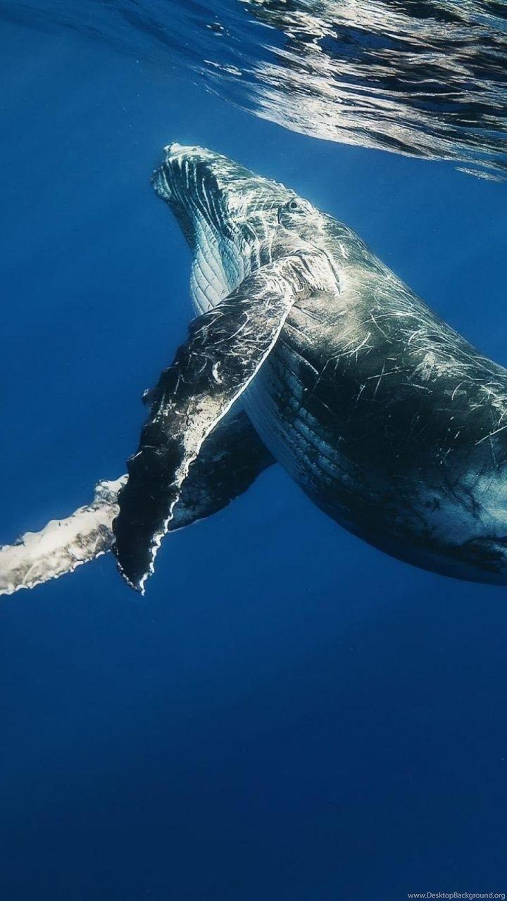 720x1280 Samsung Galaxy S3 Whale Wallpaper HD, Desktop Background
