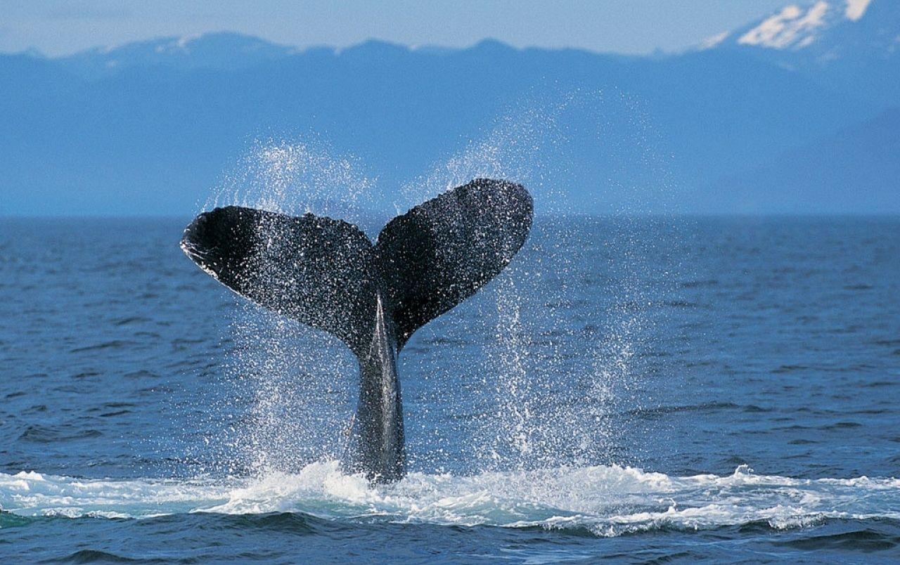 1280x804 Humpback whale wallpaper. Humpback whale
