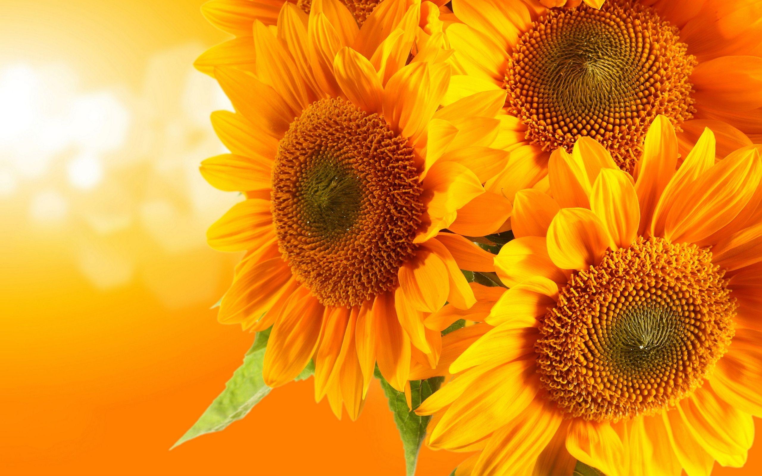 2560x1600 Sunflower HD Wallpaper