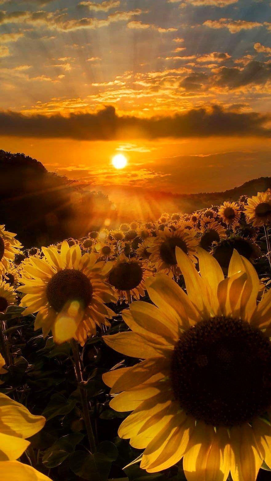 881x1565 Download Sunflowers Wallpaper, HD Background Download