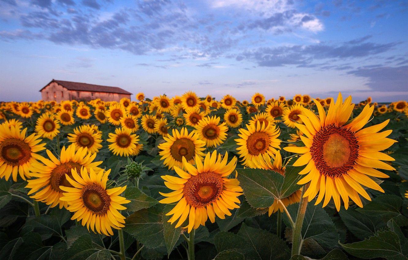 1332x850 Wallpaper field, clouds, sunflowers, flowers, house, yellow