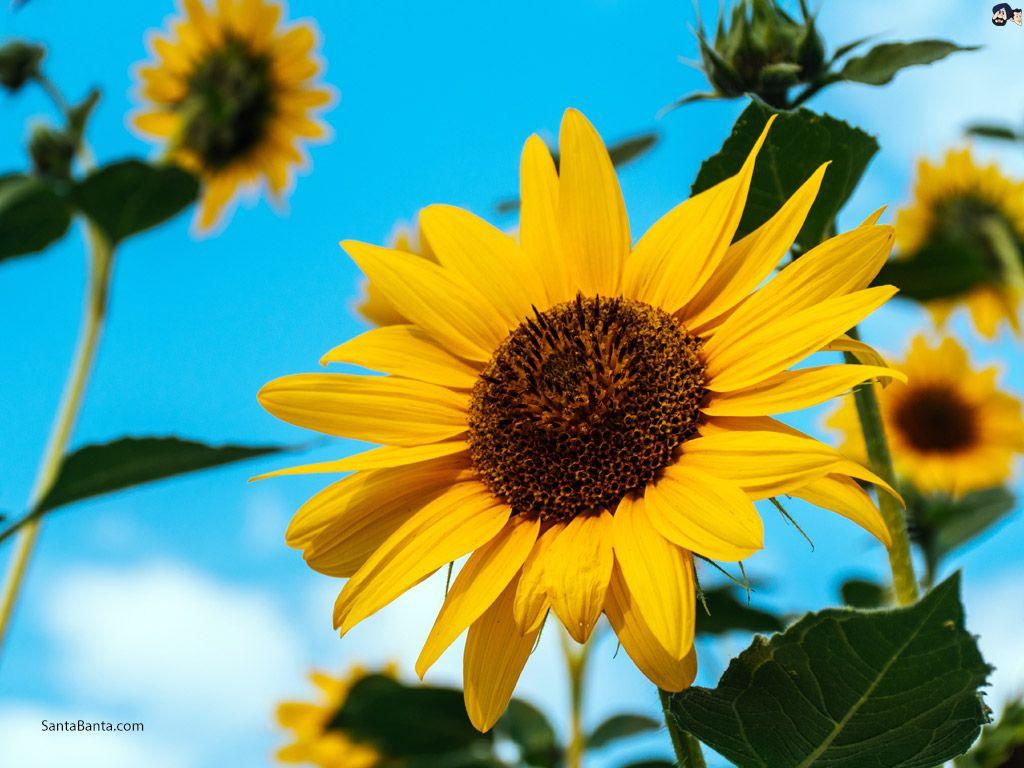 1024x768 Sunflowers Wallpaper