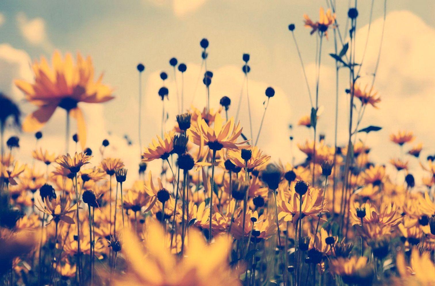 1512x997 Vintage Sunflowers Wallpaper