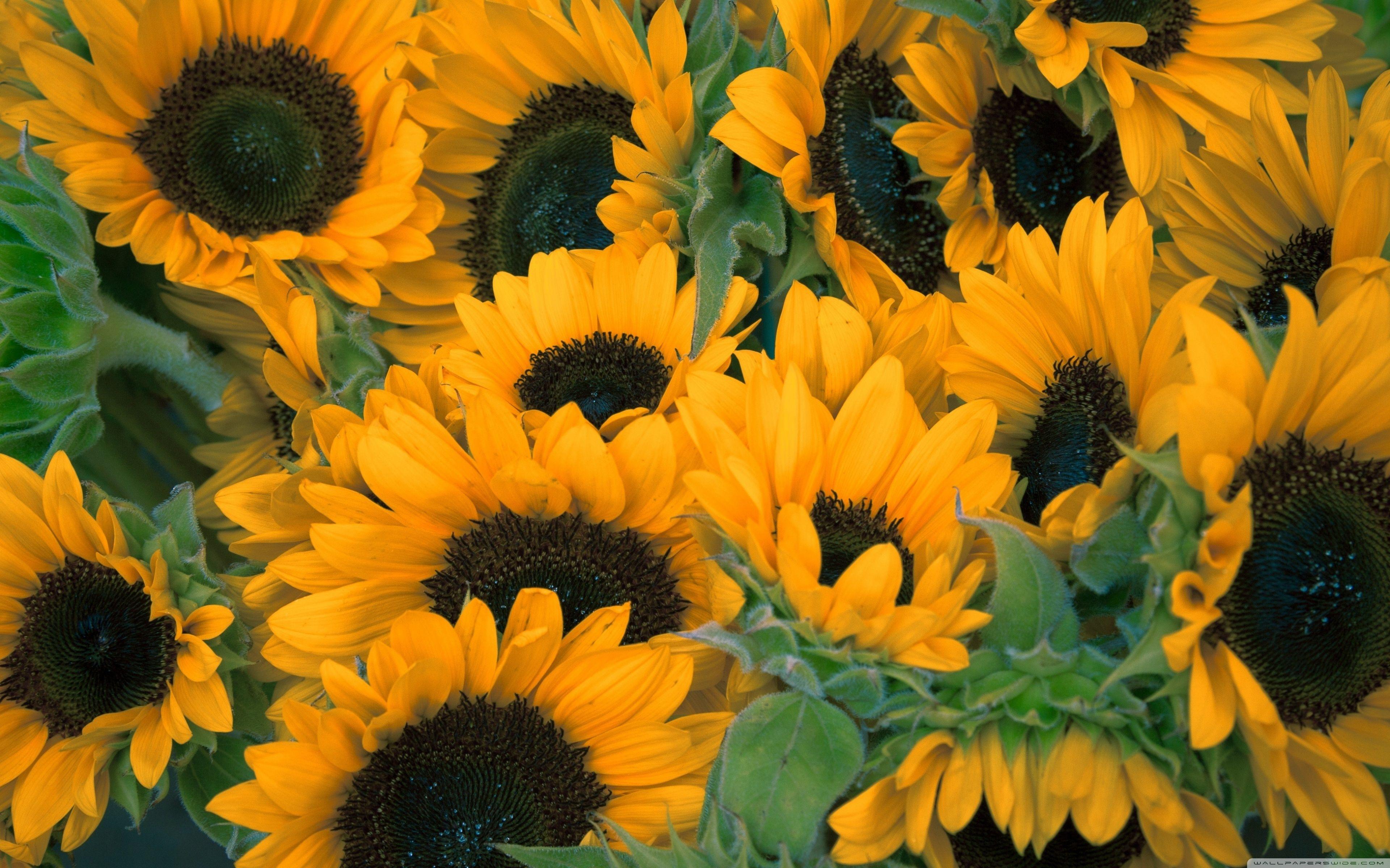 3840x2400 sunflowers Wallpaper HD / Desktop and Mobile Background