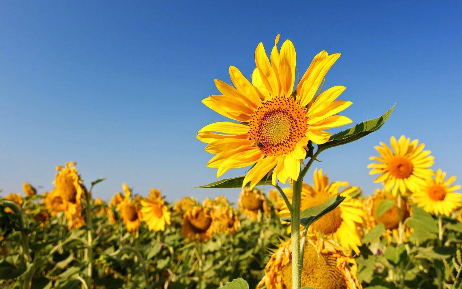1600x1000 wallpaper: Sunflowers Wallpaper