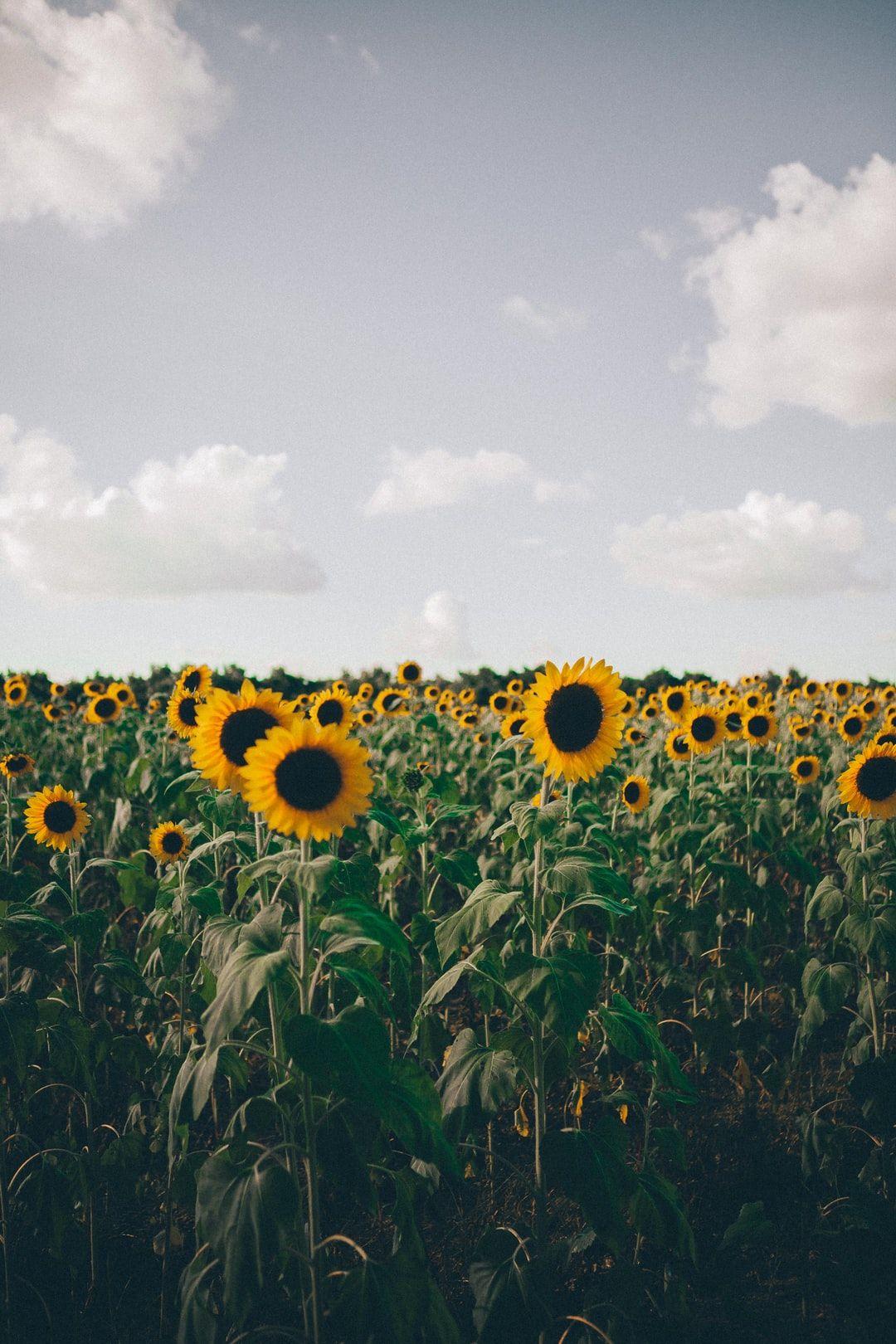 1080x1620 Sunflower Image: Download HD Picture & Photo