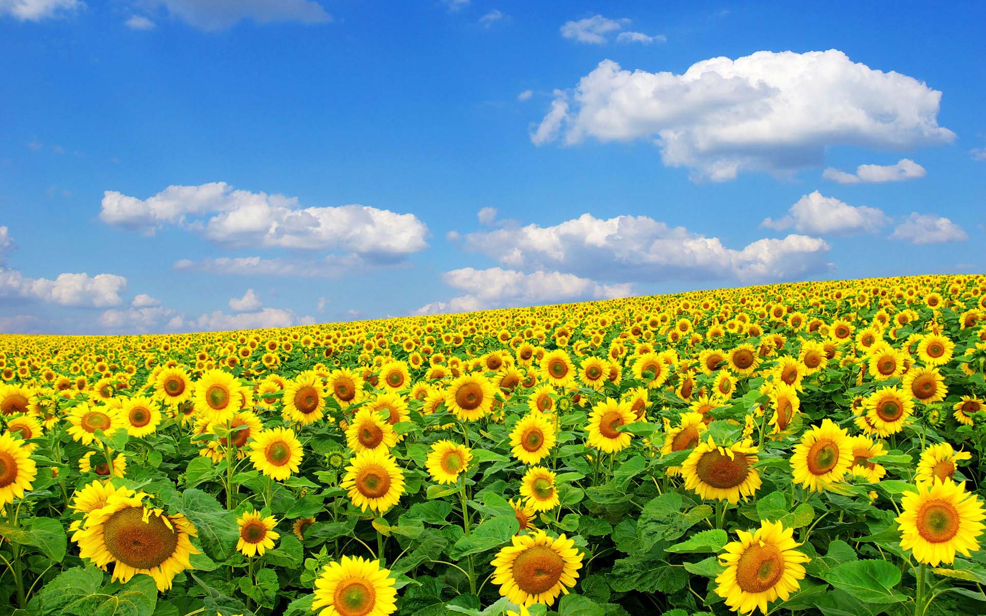 1920x1200 Sunrise Sunflower Wallpaper HD Picture Free Download