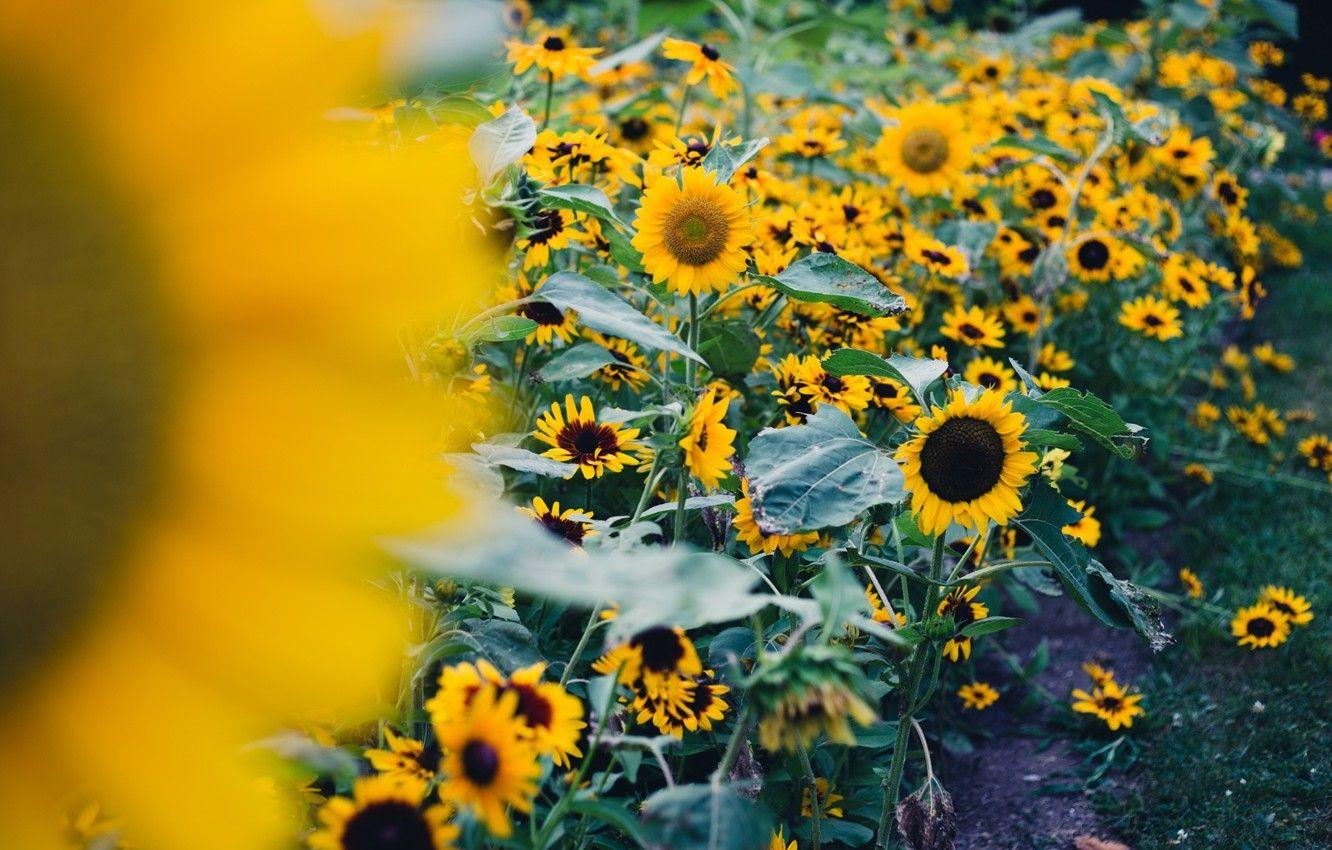 1332x850 Photo Wallpaper Field, Leaves, Sunflowers, Flowers