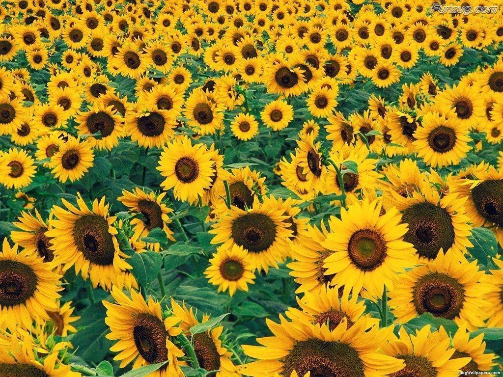 1024x768 Beautiful Sunflowers Wallpaper