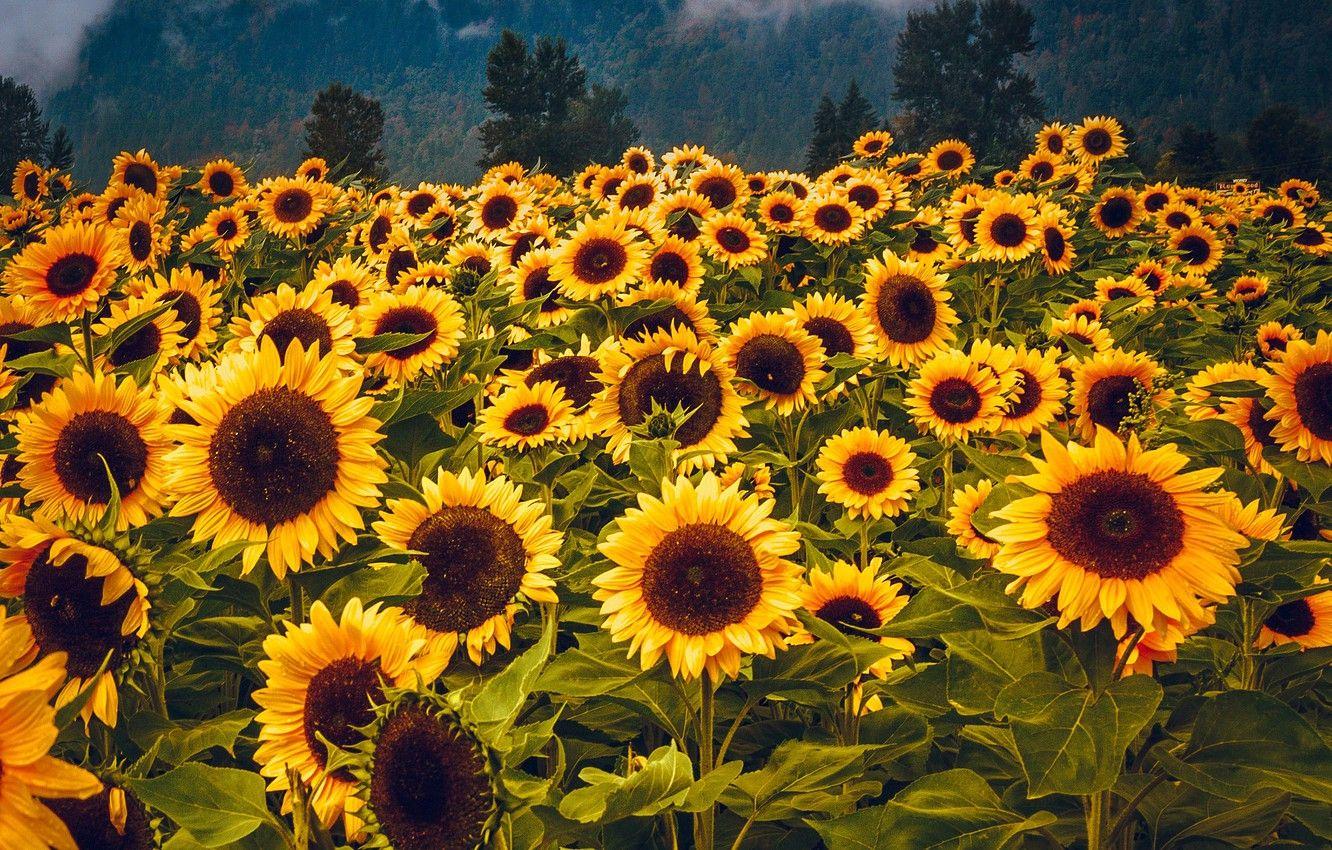 1332x850 Wallpaper forest, sunflowers, flowers, mountains, fog