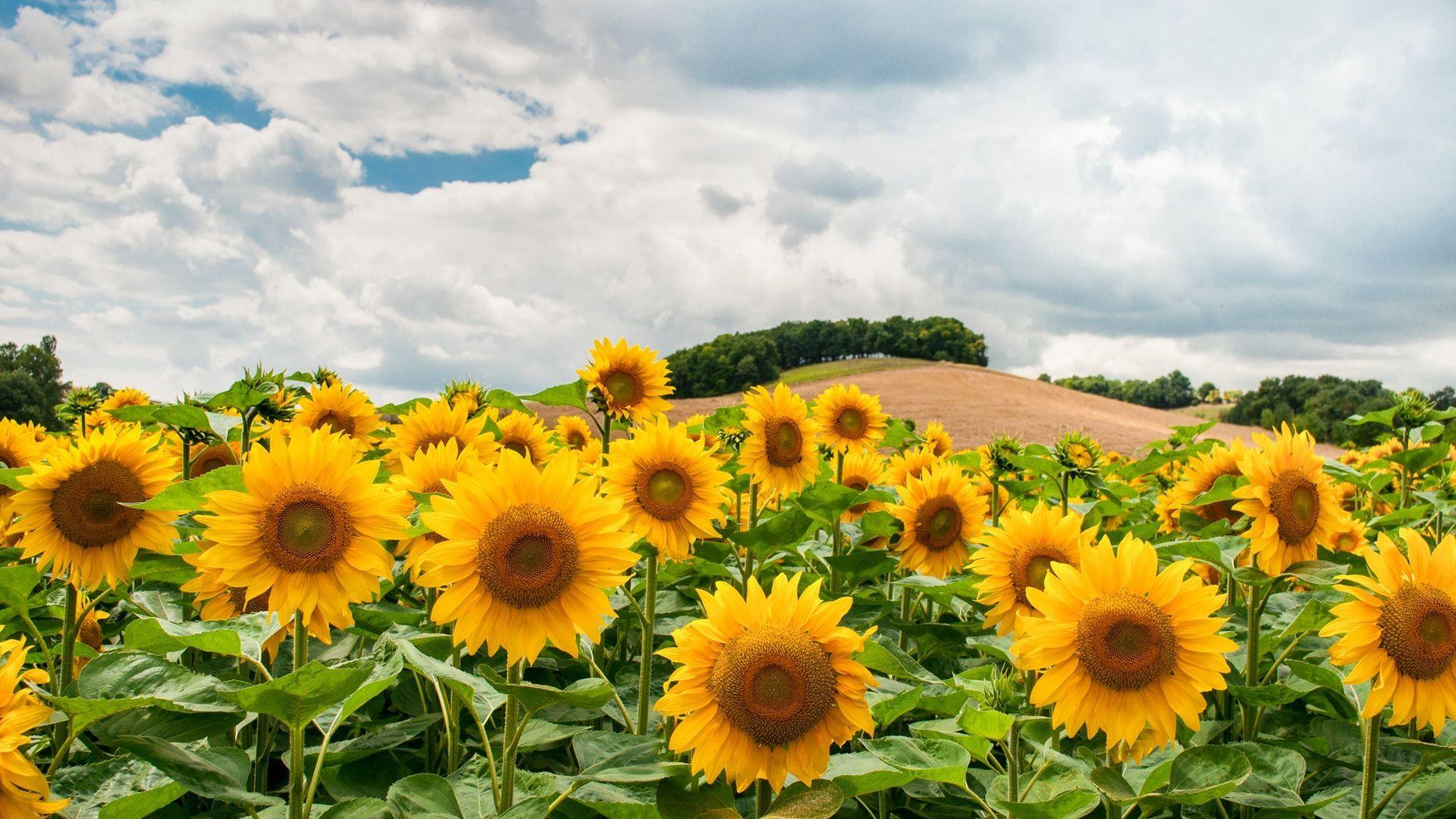1920x1080 Sunflowers and Cloud Wallpaper