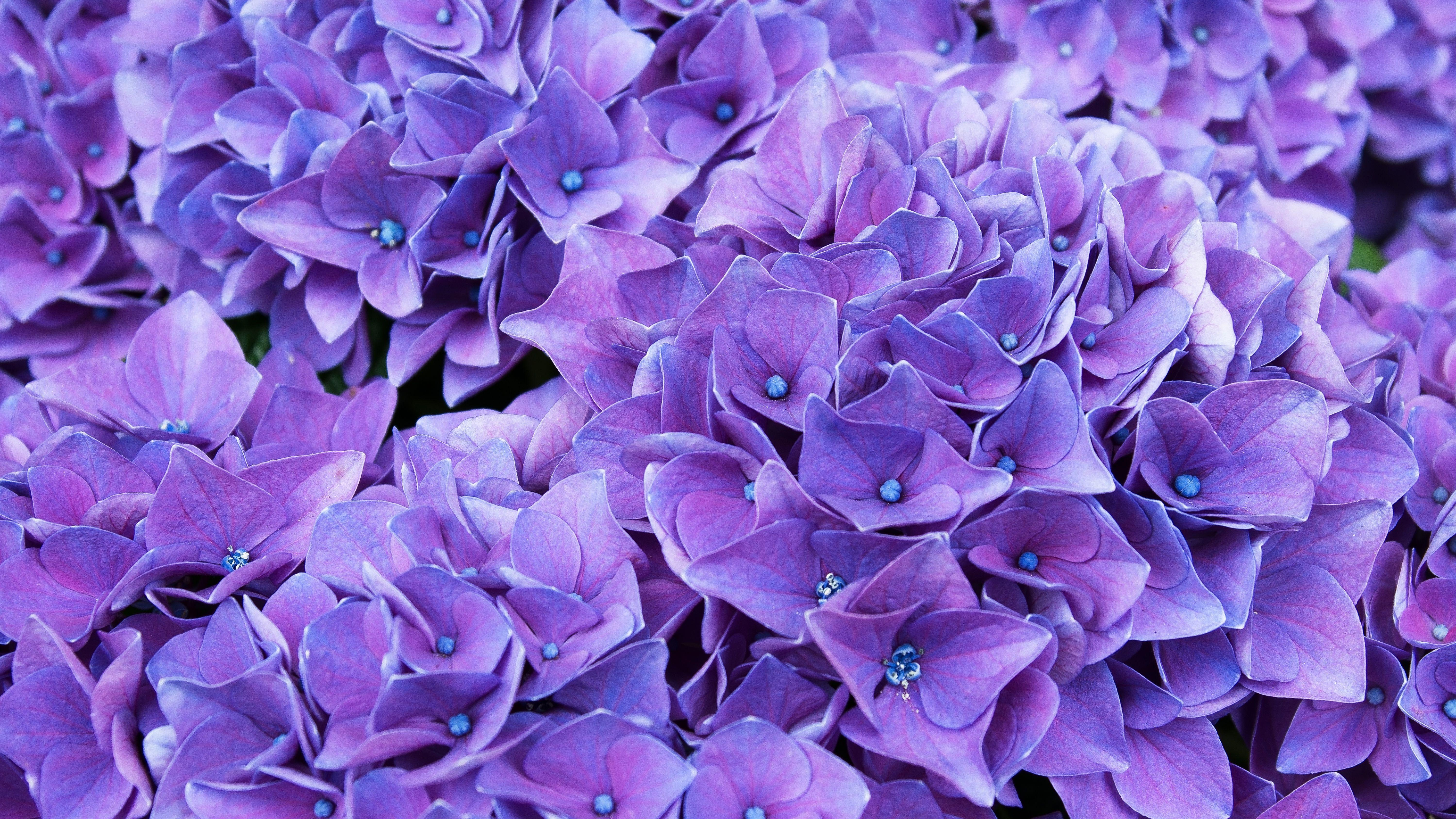 6000x3375 Violet Lilac Flowers Hình nền 4K