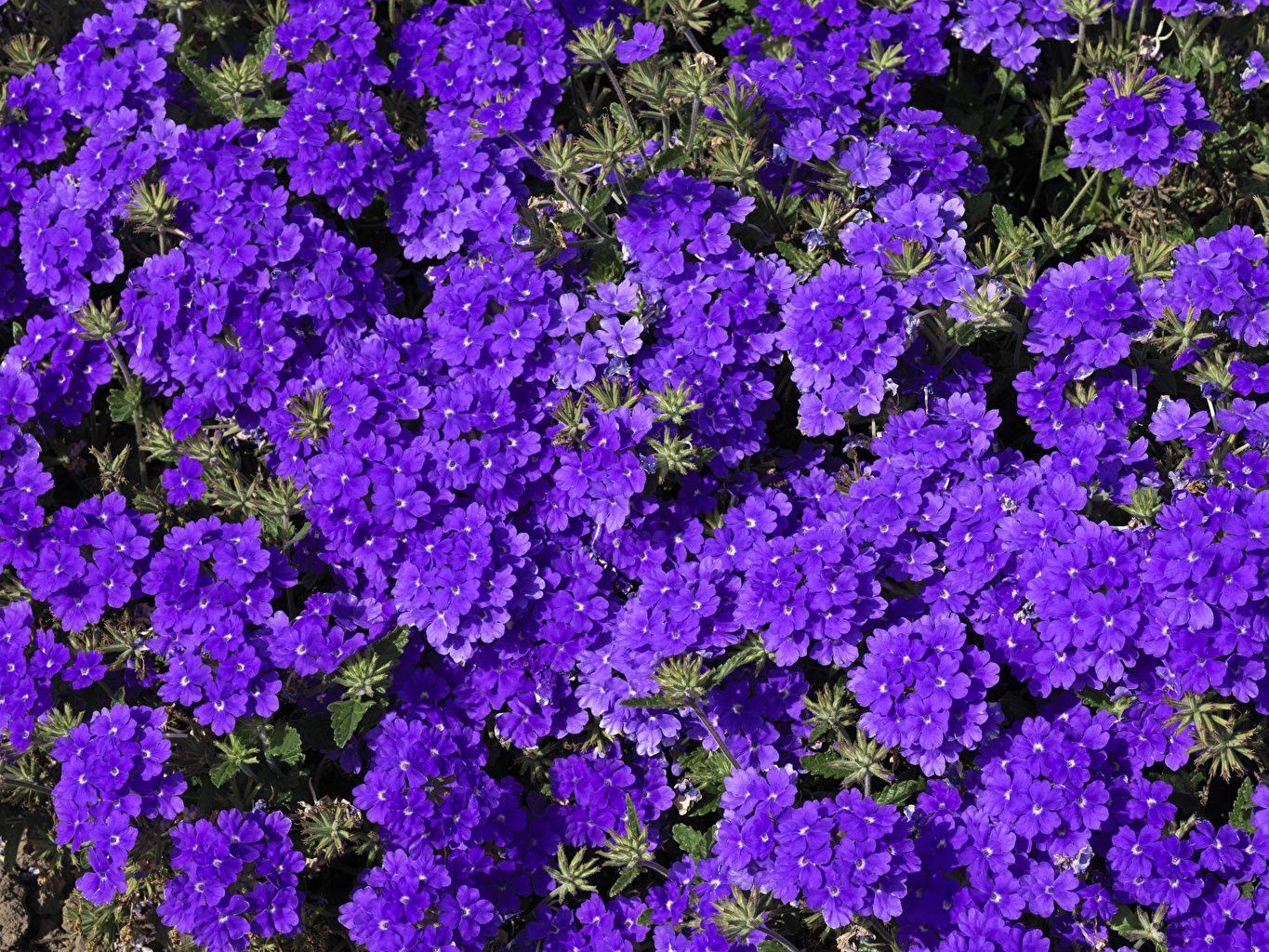 1365x1024 Hình nền máy tính để bàn Violet Hoa cỏ roi ngựa Nhiều